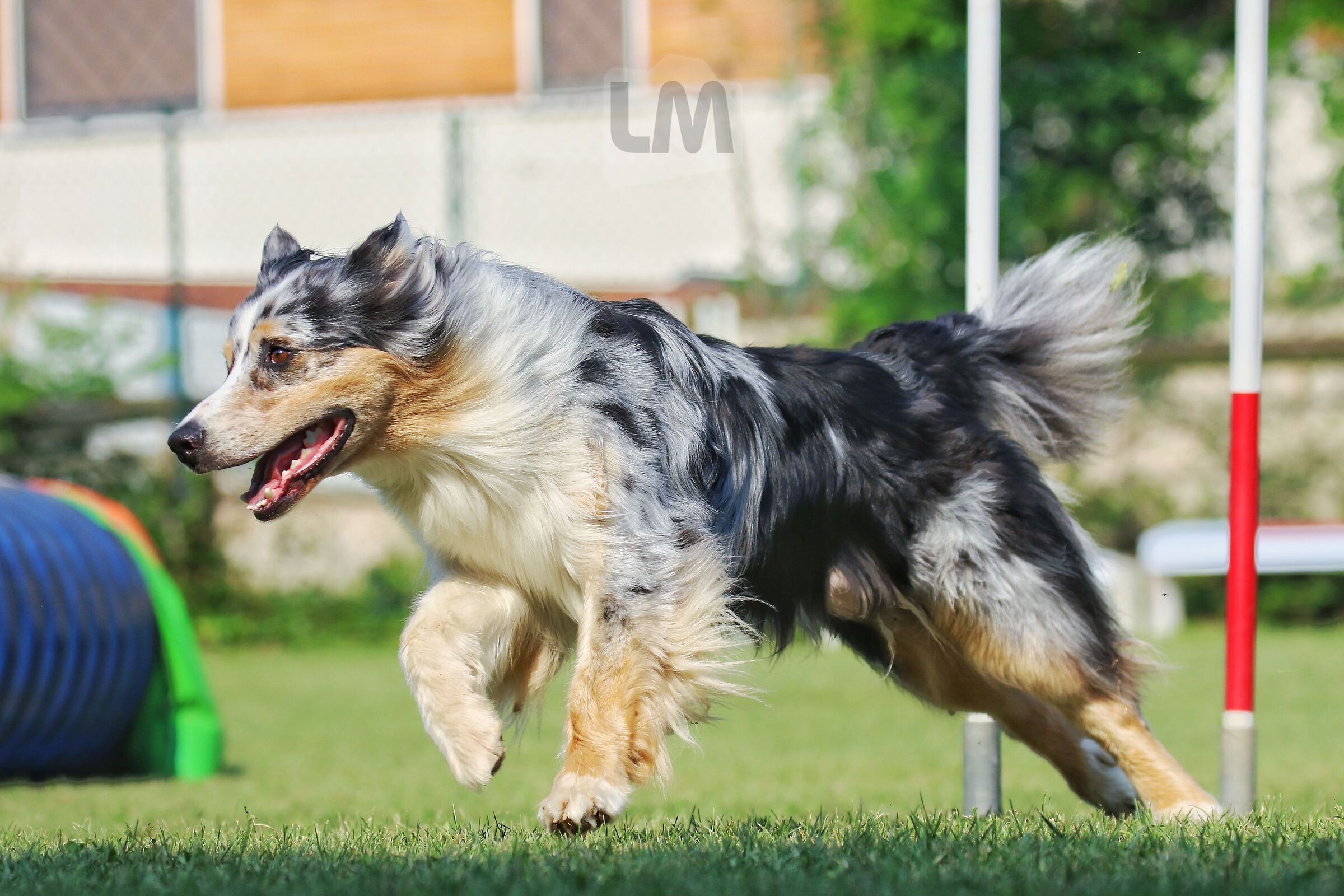 Australian Shepherd running
