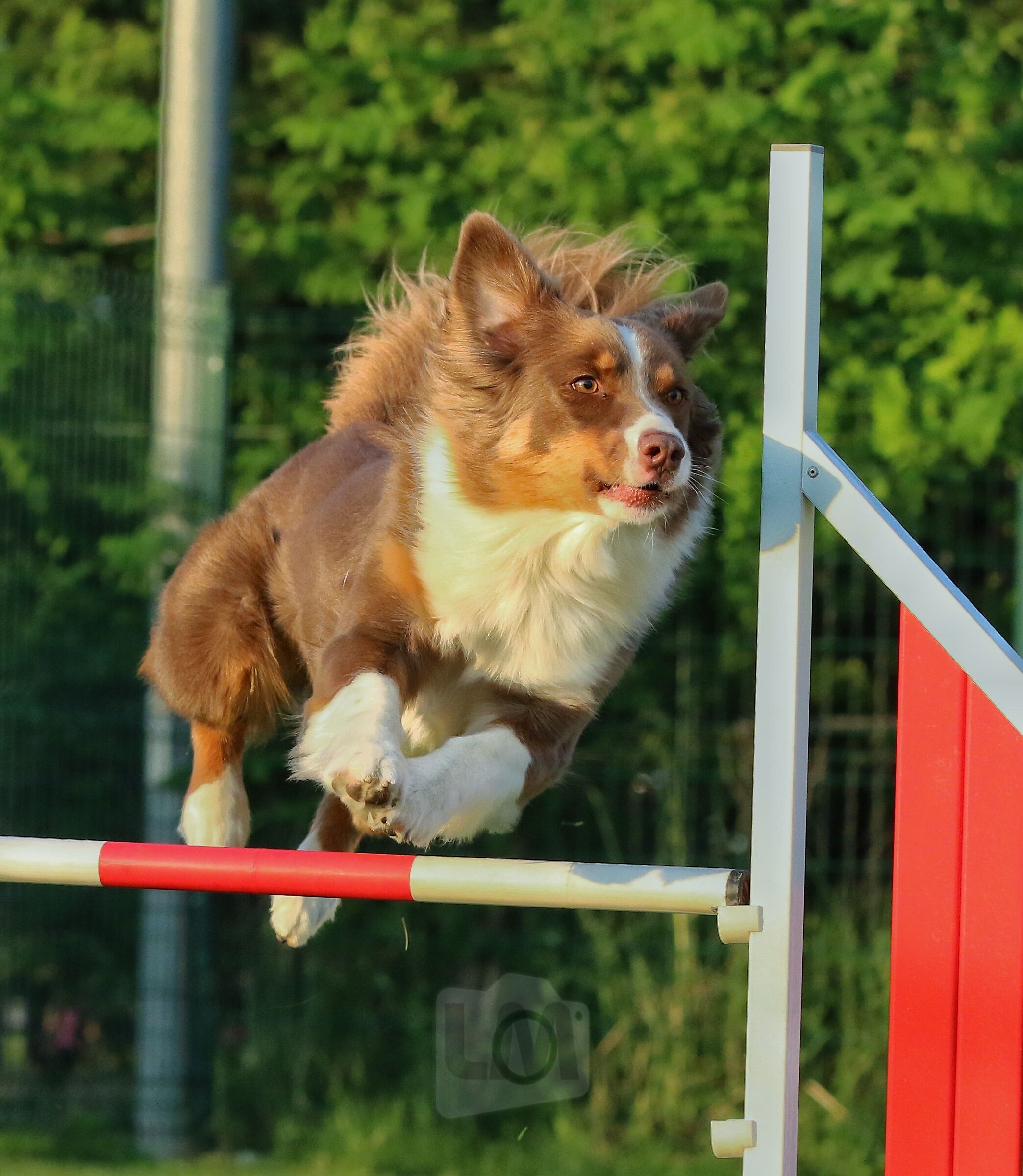 Australian Shepherd jumping
