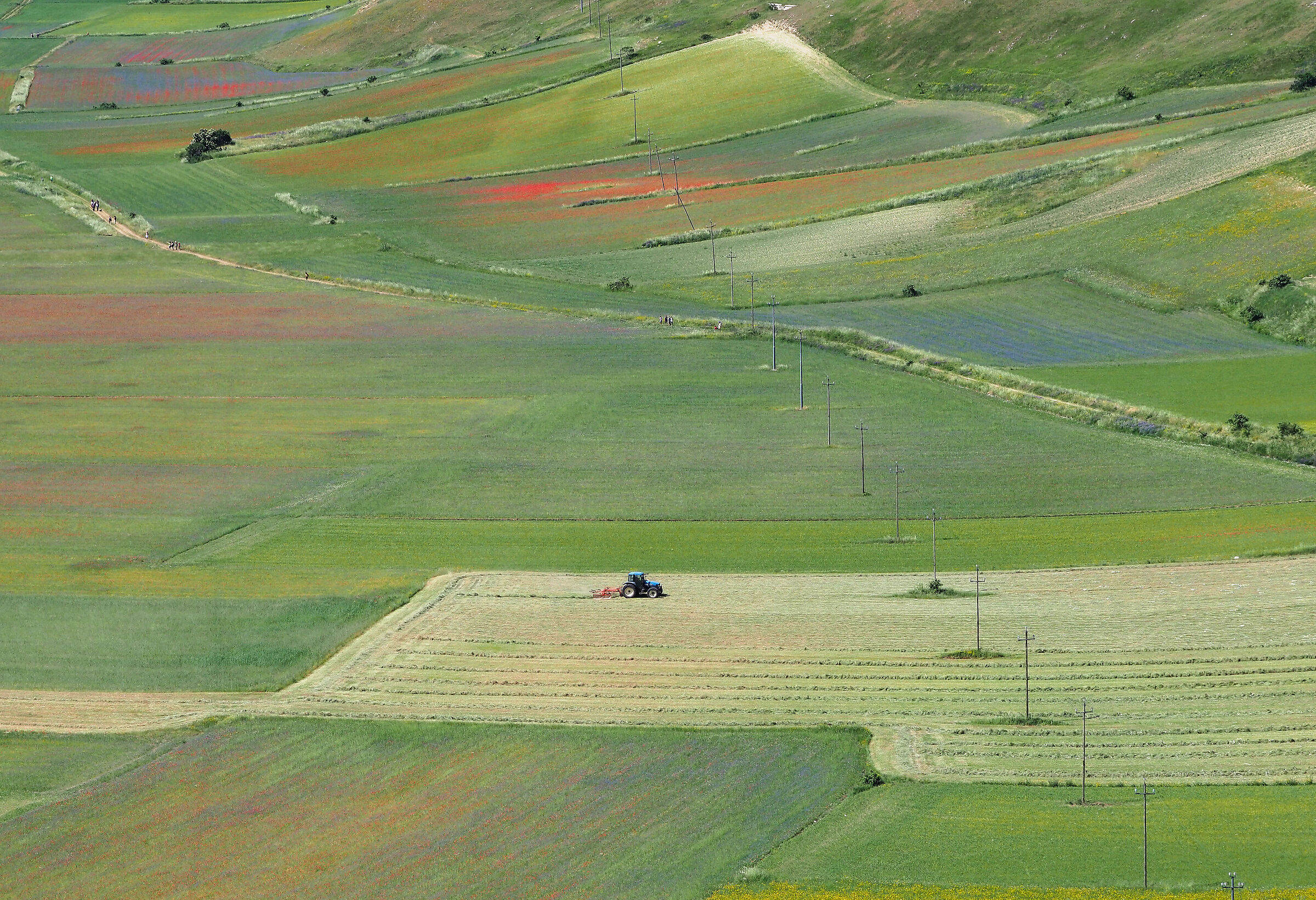 Waiting for flowering... you work in Castelluccio..