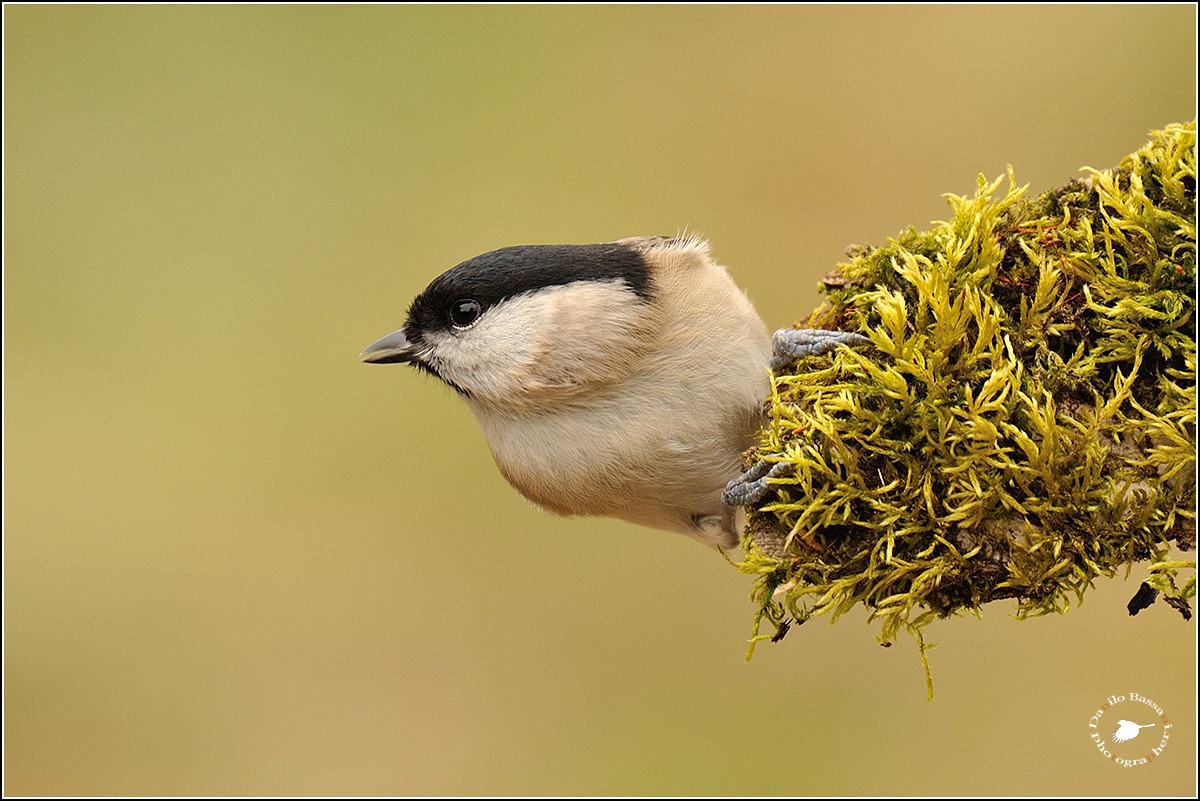 Bigia ... Ready to Takeoff