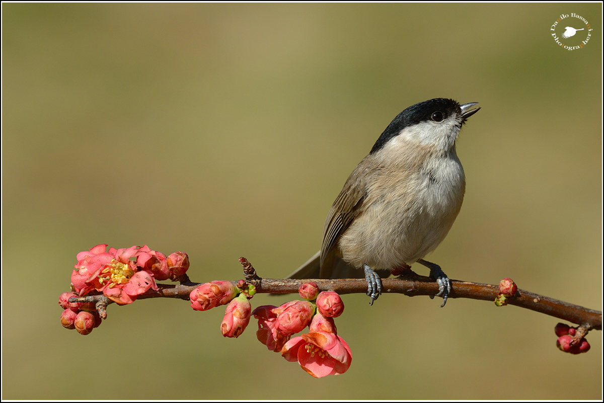 Il Canto Della Primavera