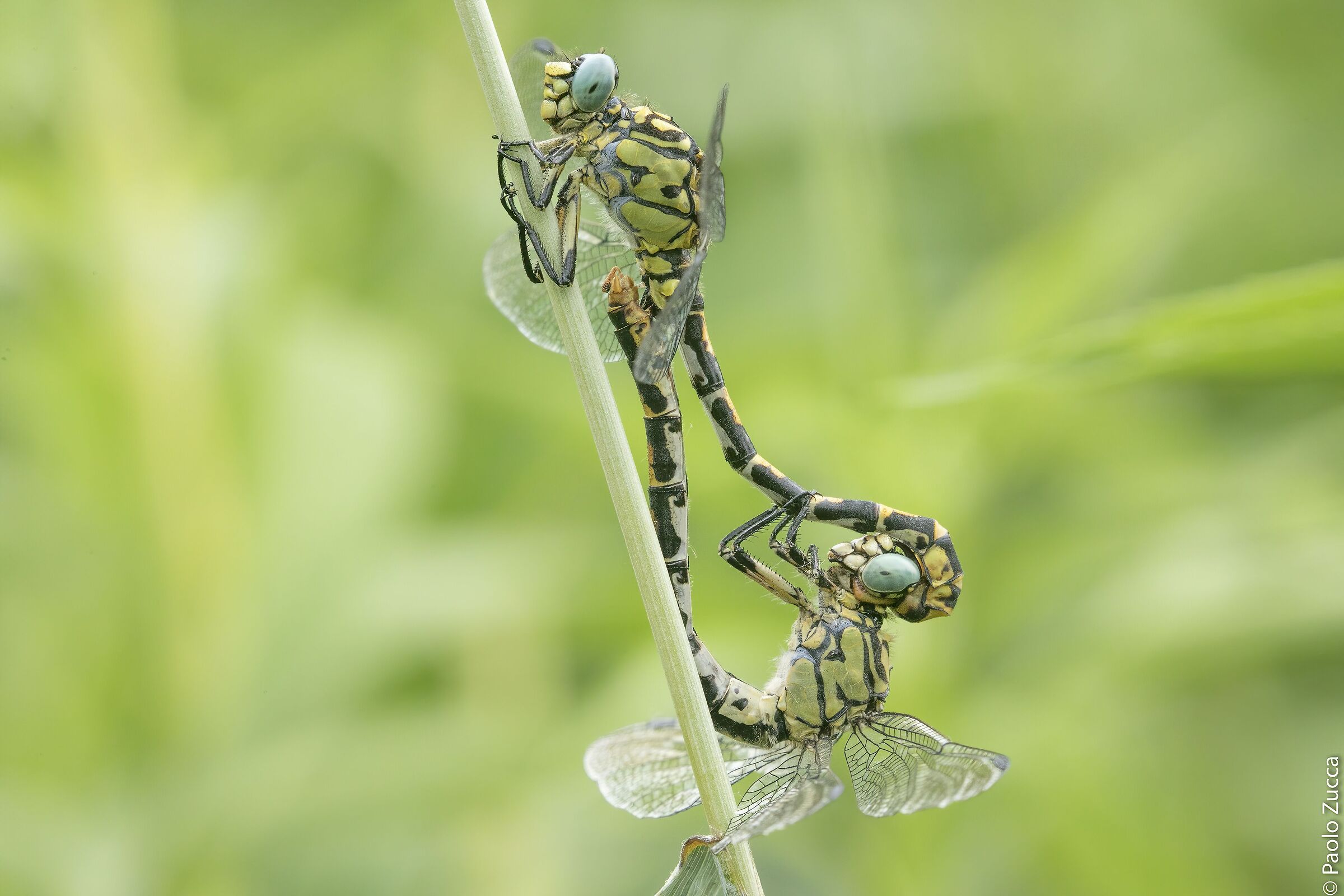 Onychogomphus forcipatus in accoppiamento