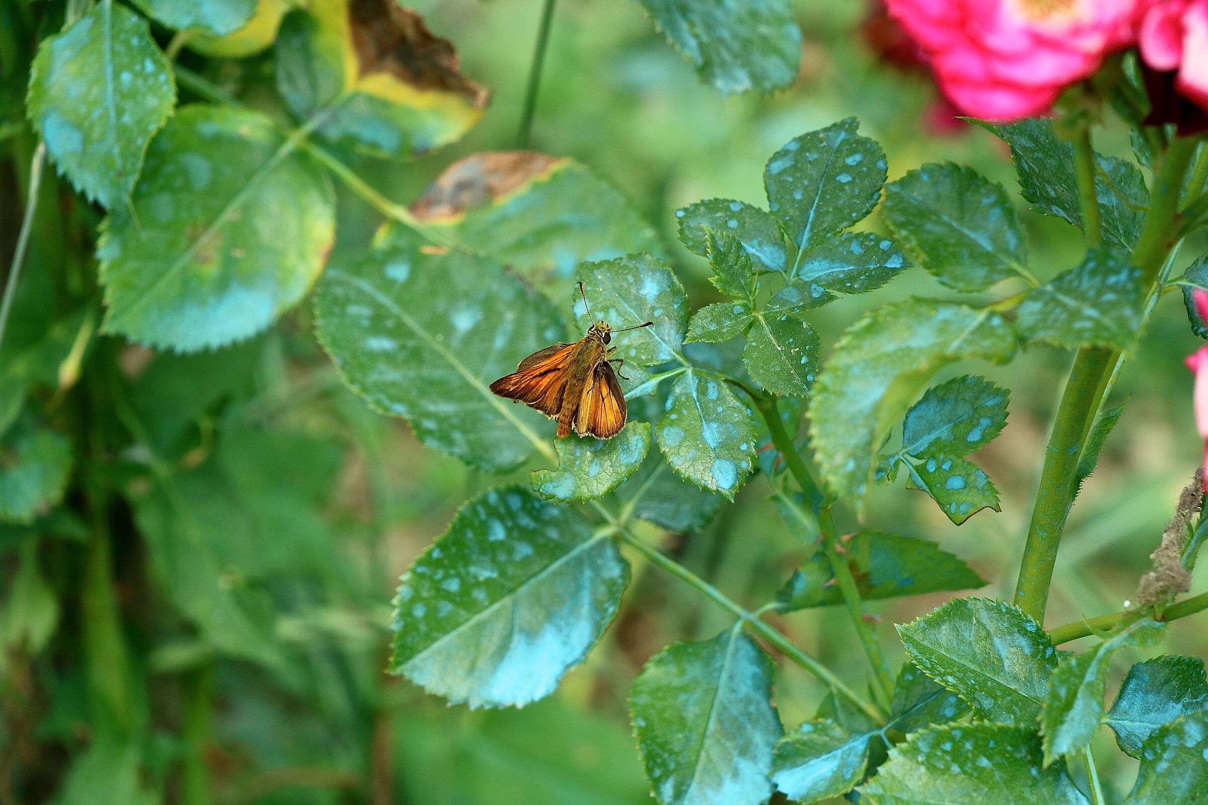Una farfalla pettinata dal vento.