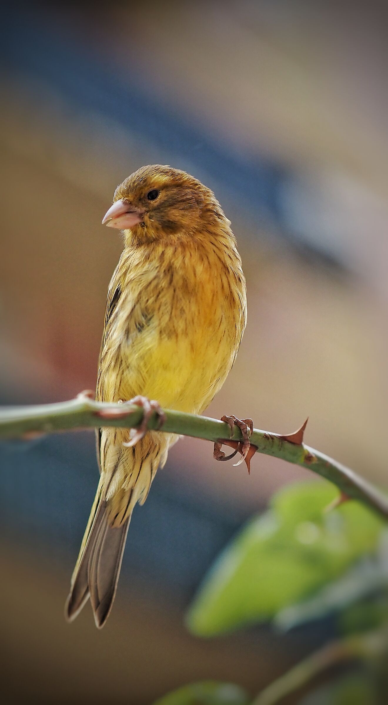 The first photo with olympus