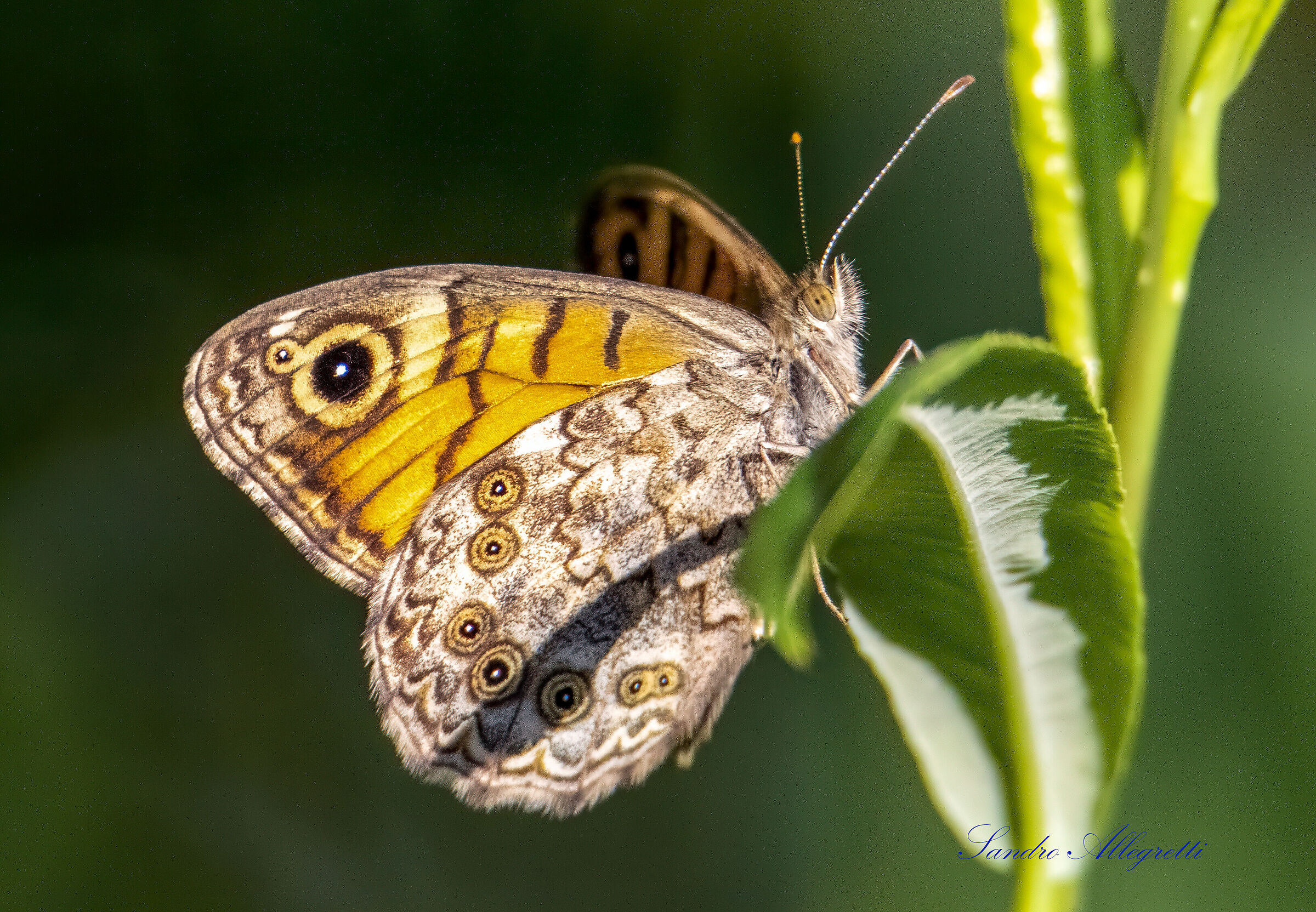 Arethusana arethusa (Nynphalidae)