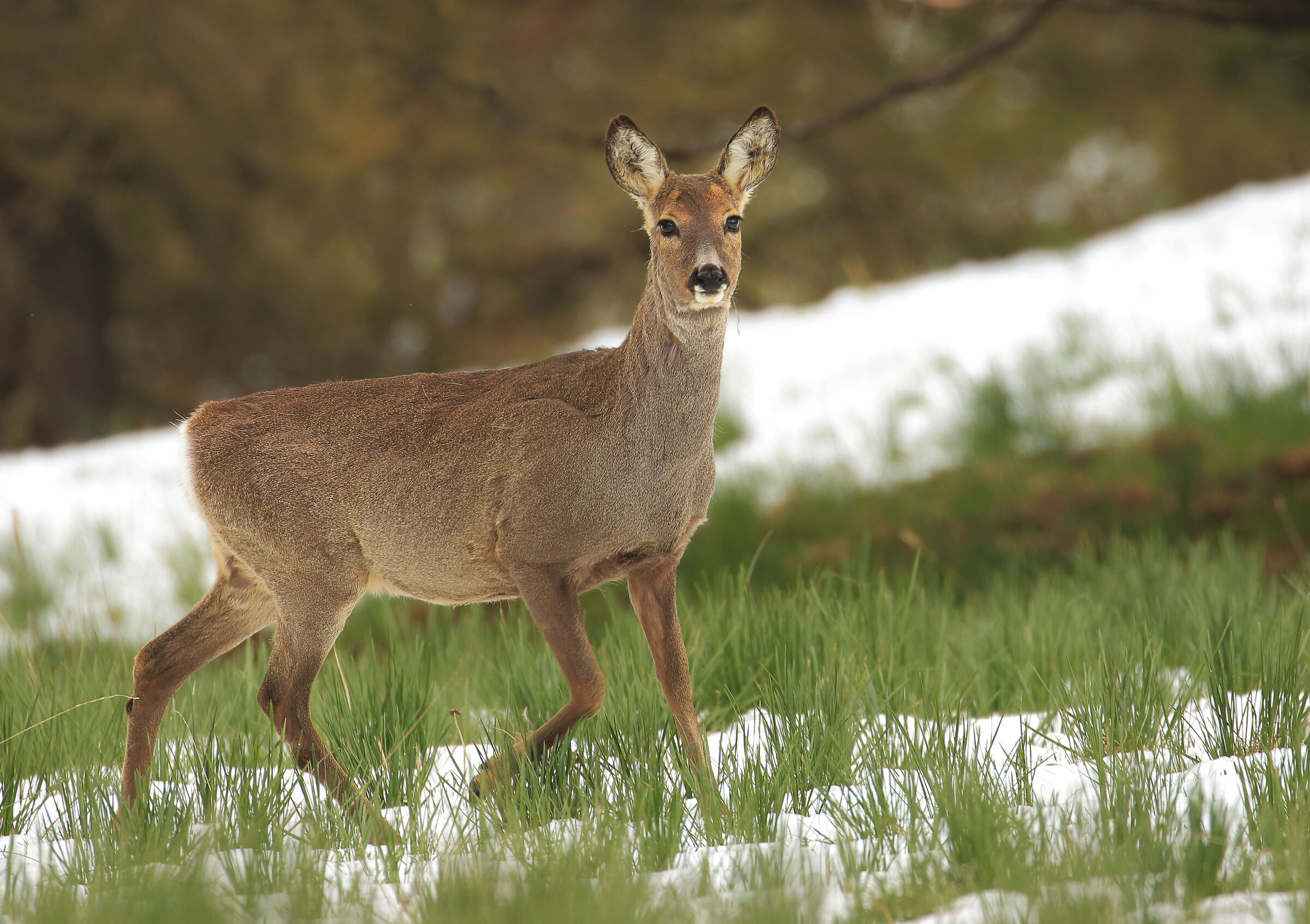 Capreolus