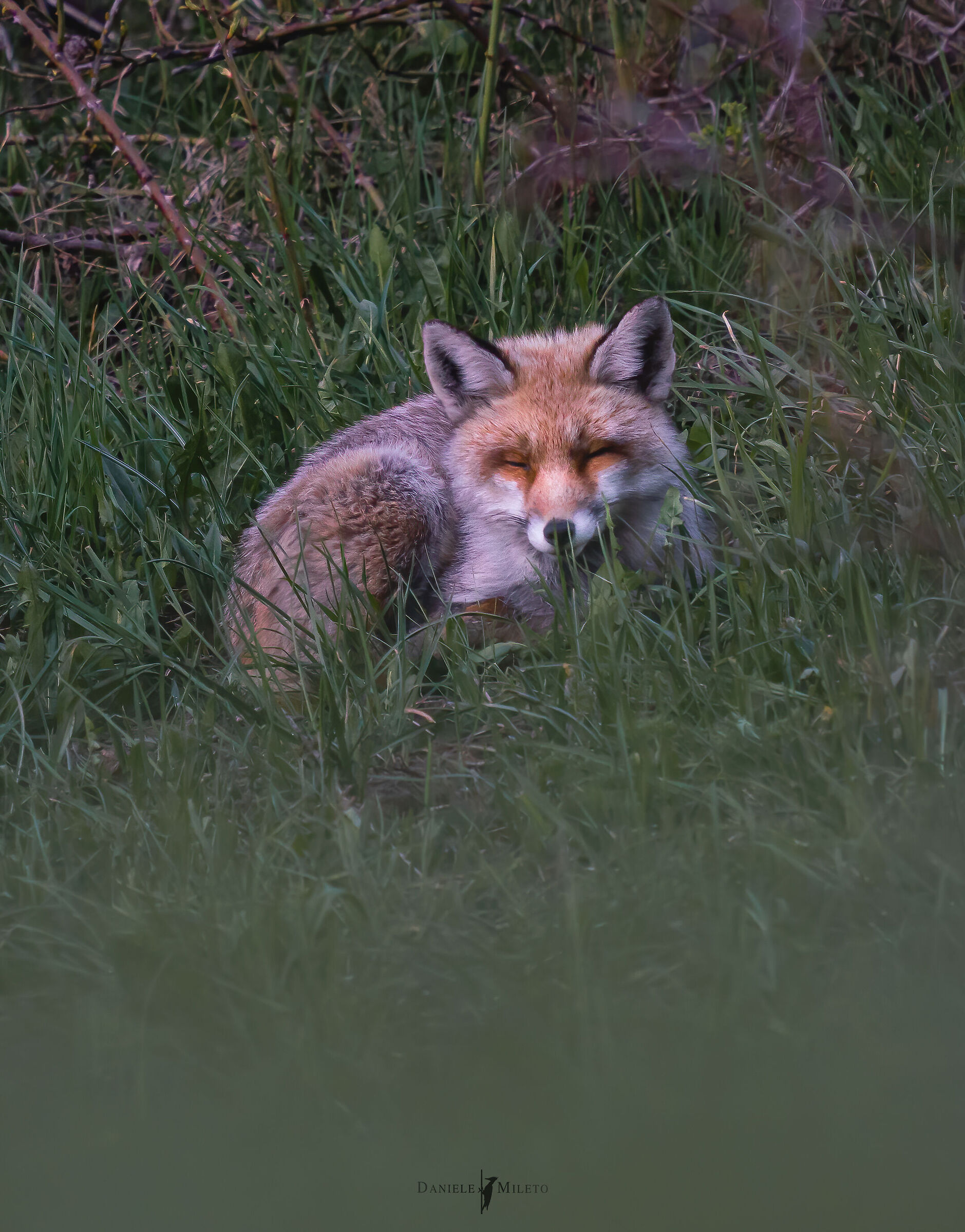 Spring nap