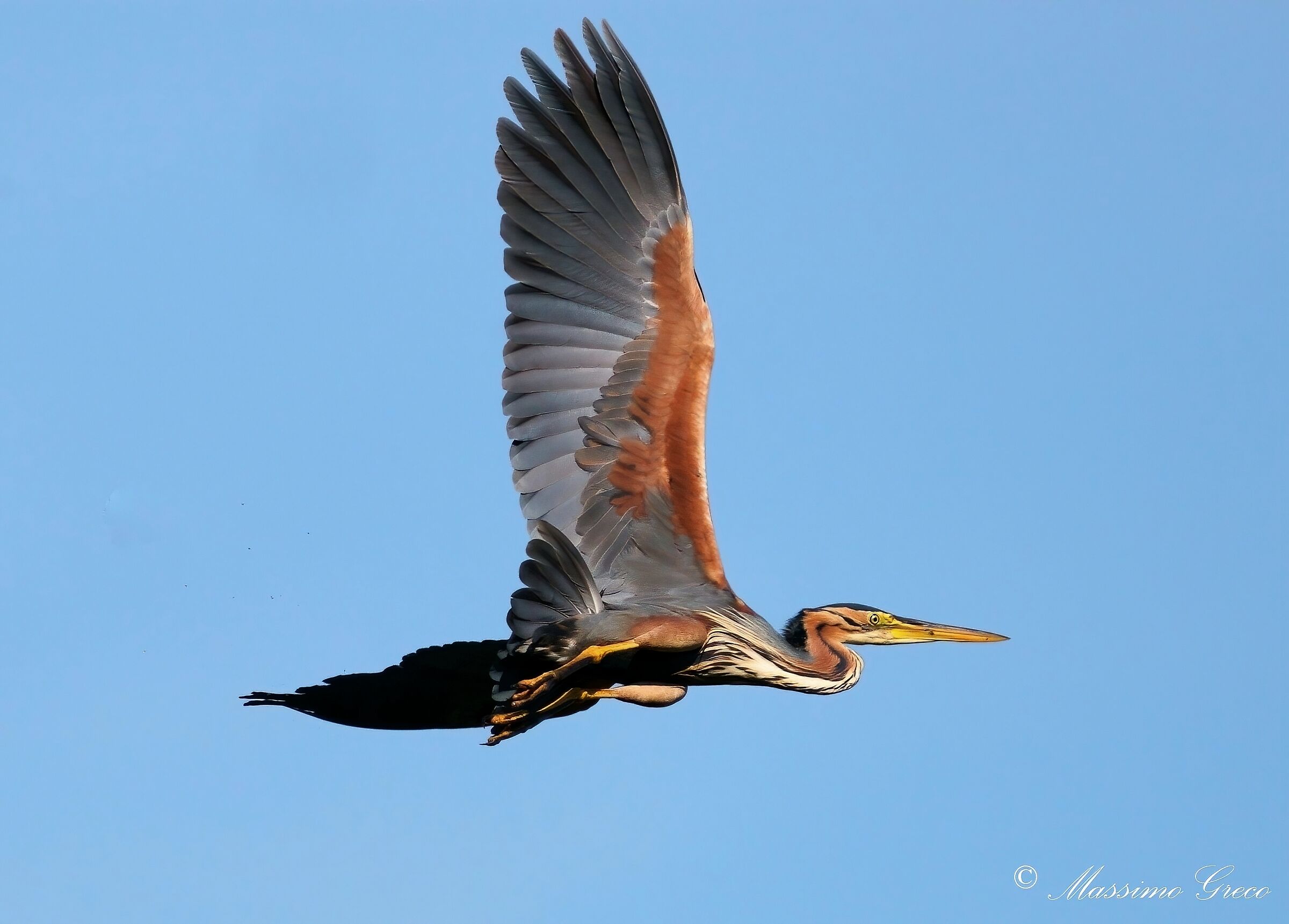 Airone rosso (Ardea purpurea)
