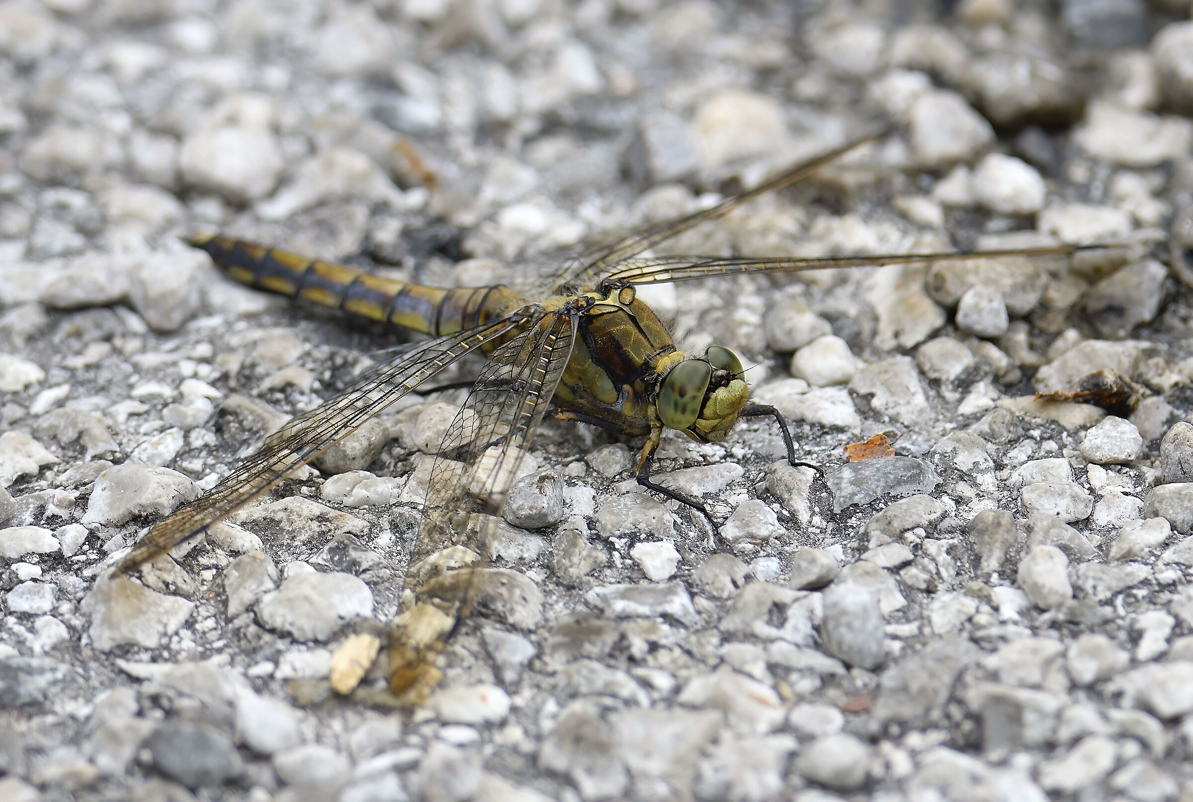 Orthetrum Albistylum (femmina, vista anteriore)
