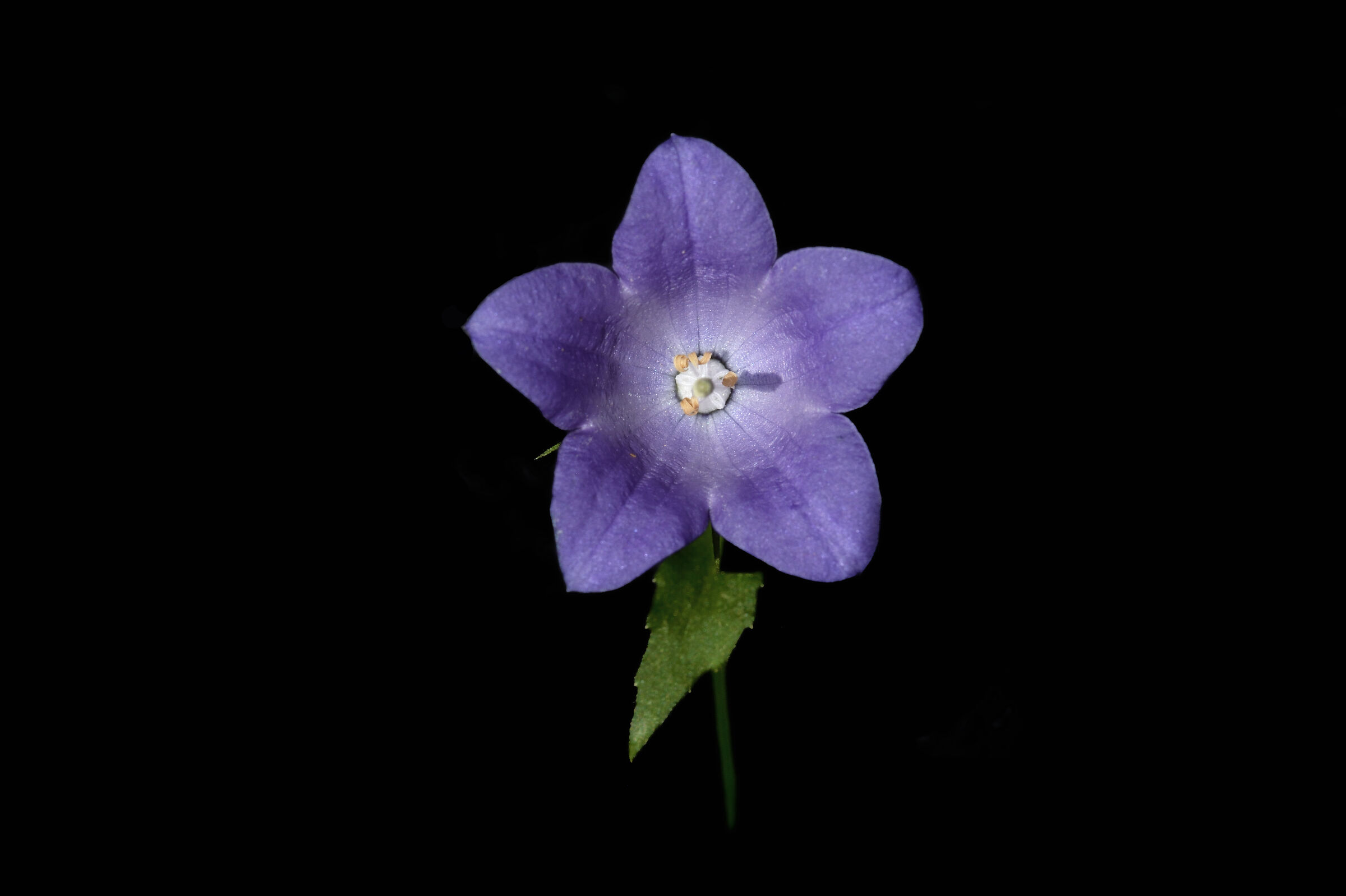 Delicate Grace