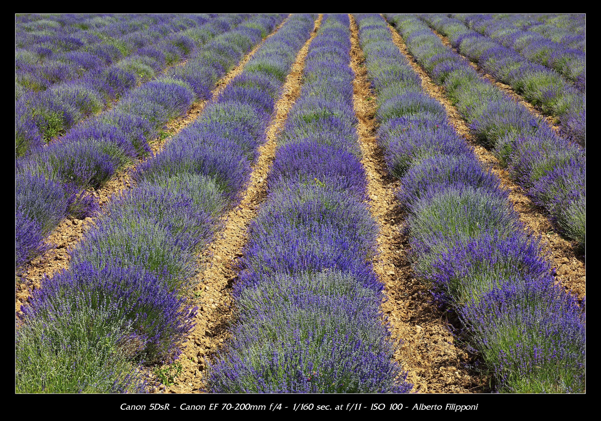 Lavanda in fiore