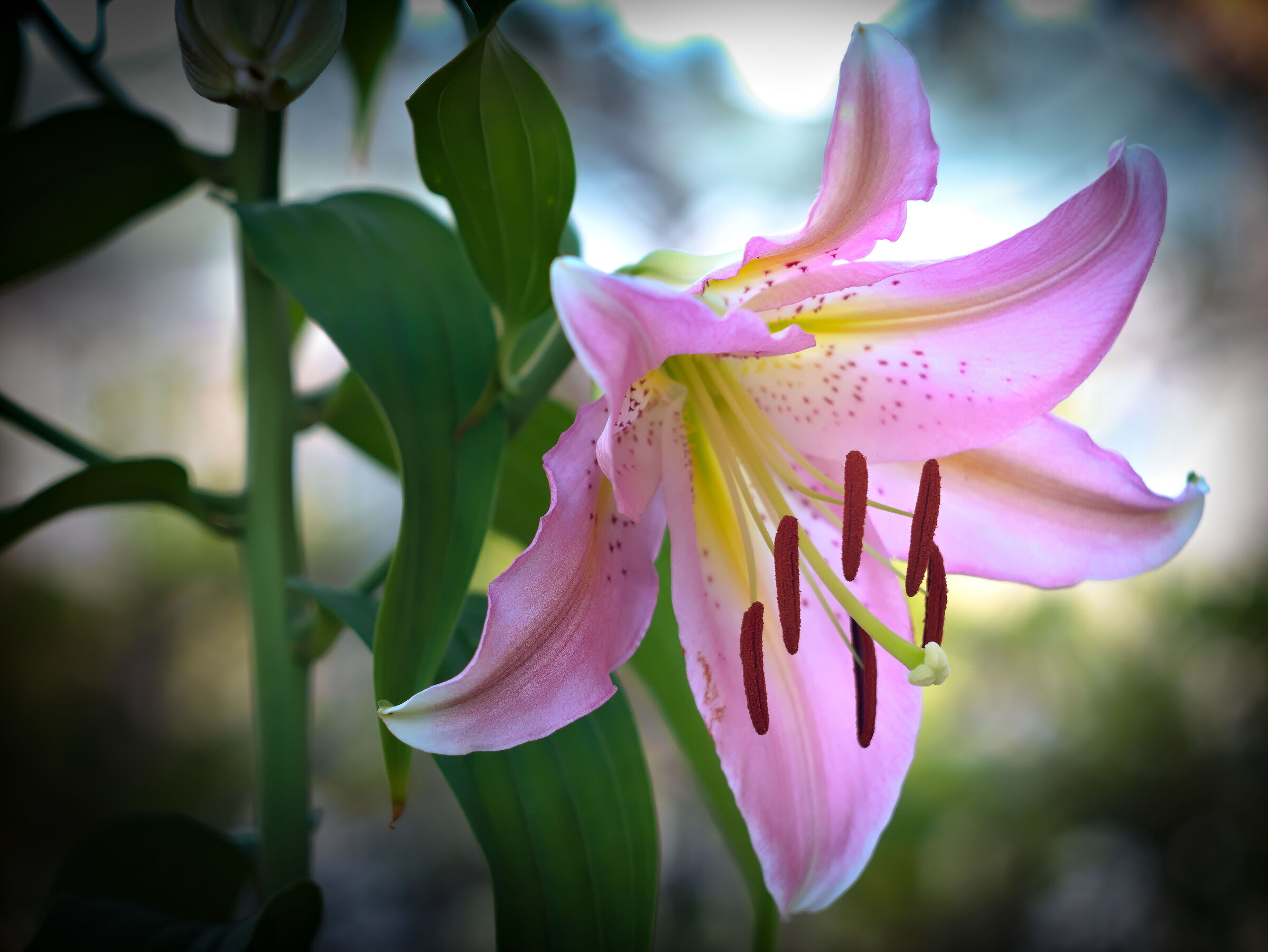Lilium