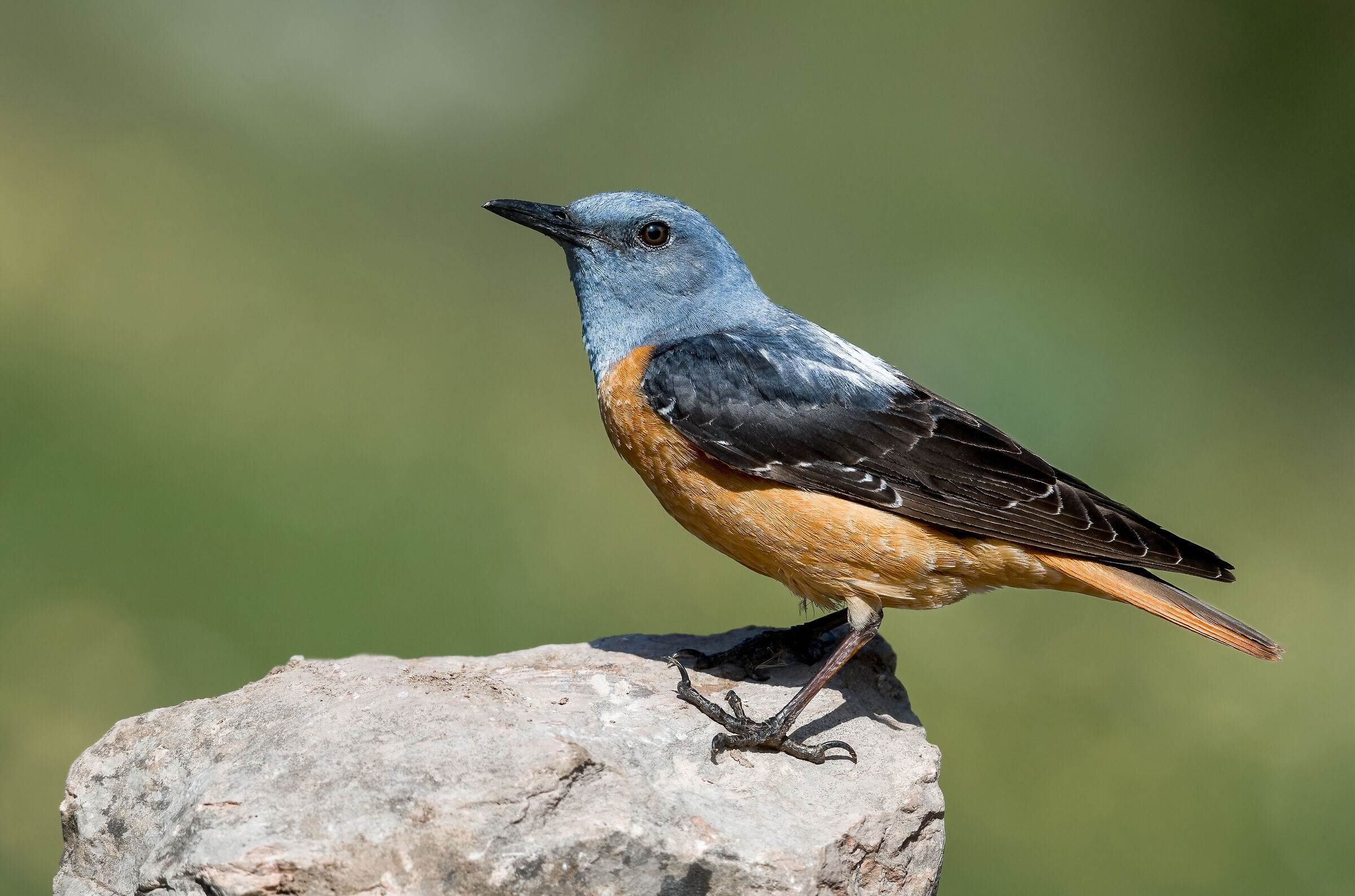 rock thrush