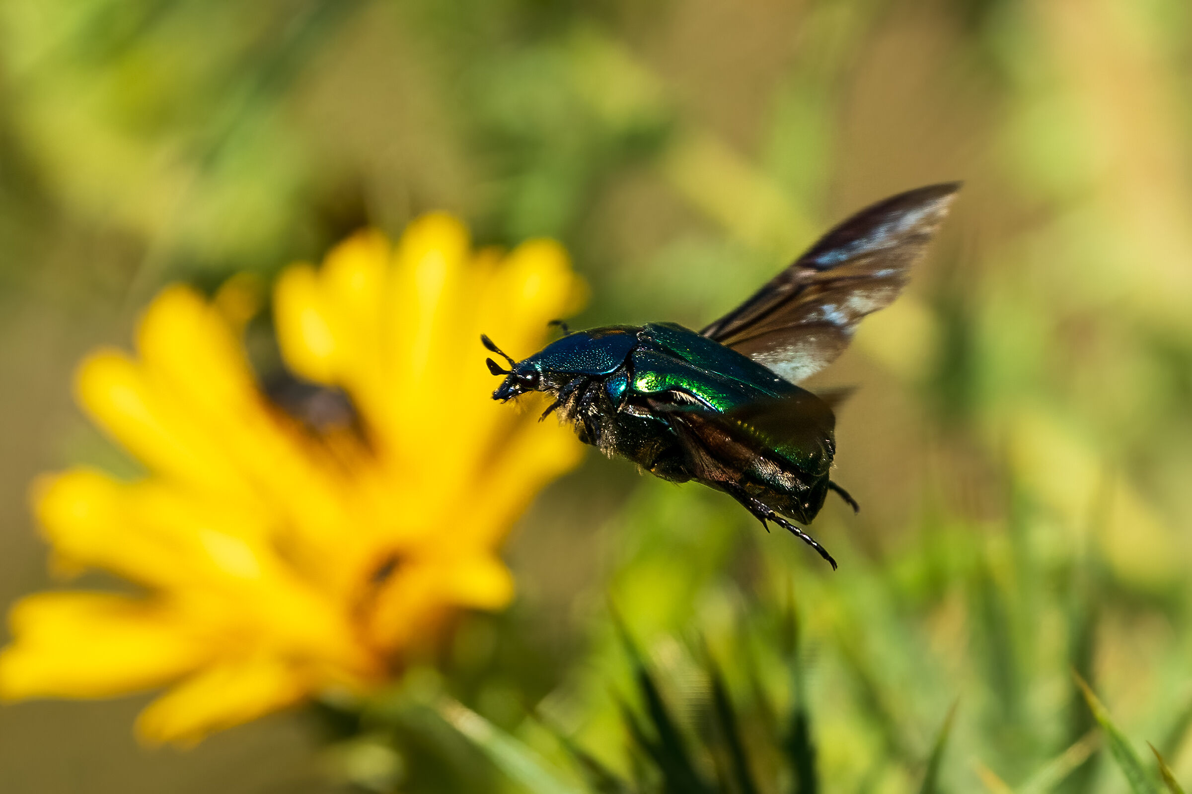Golden cetonia in flight