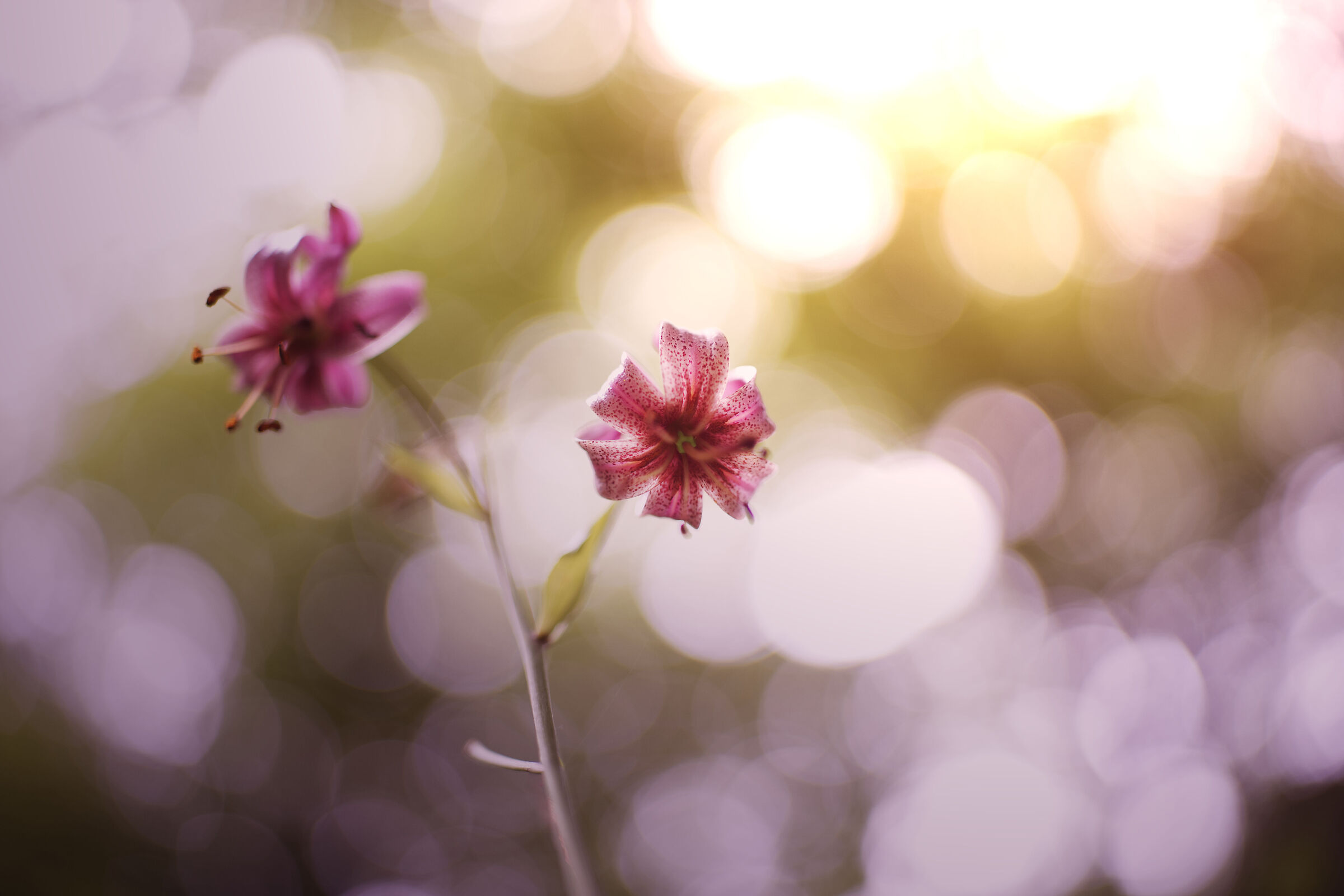 Untitled Photo