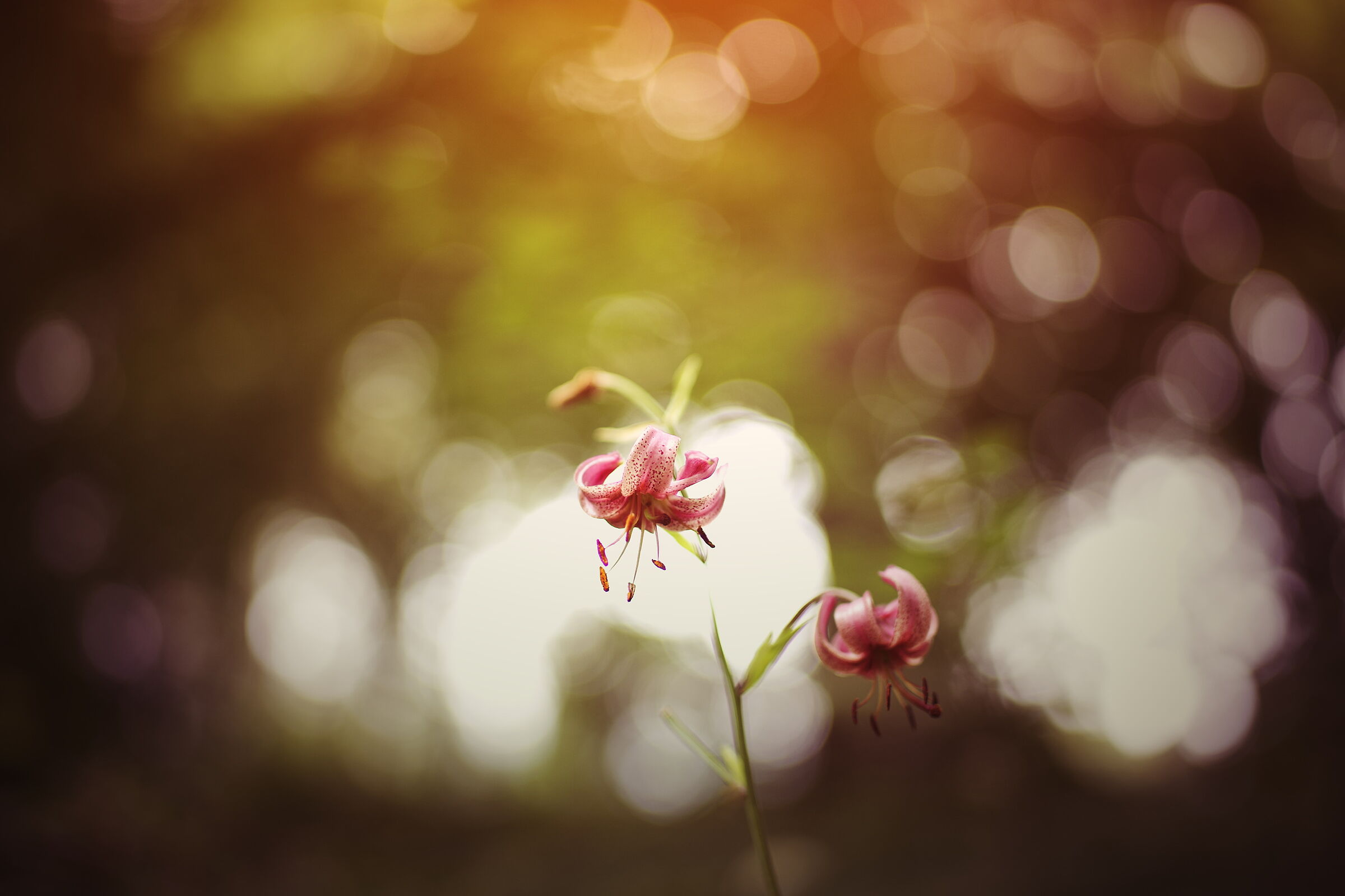 Untitled Photo