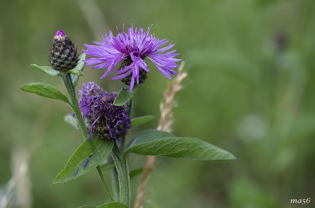 Fiordaliso alpino