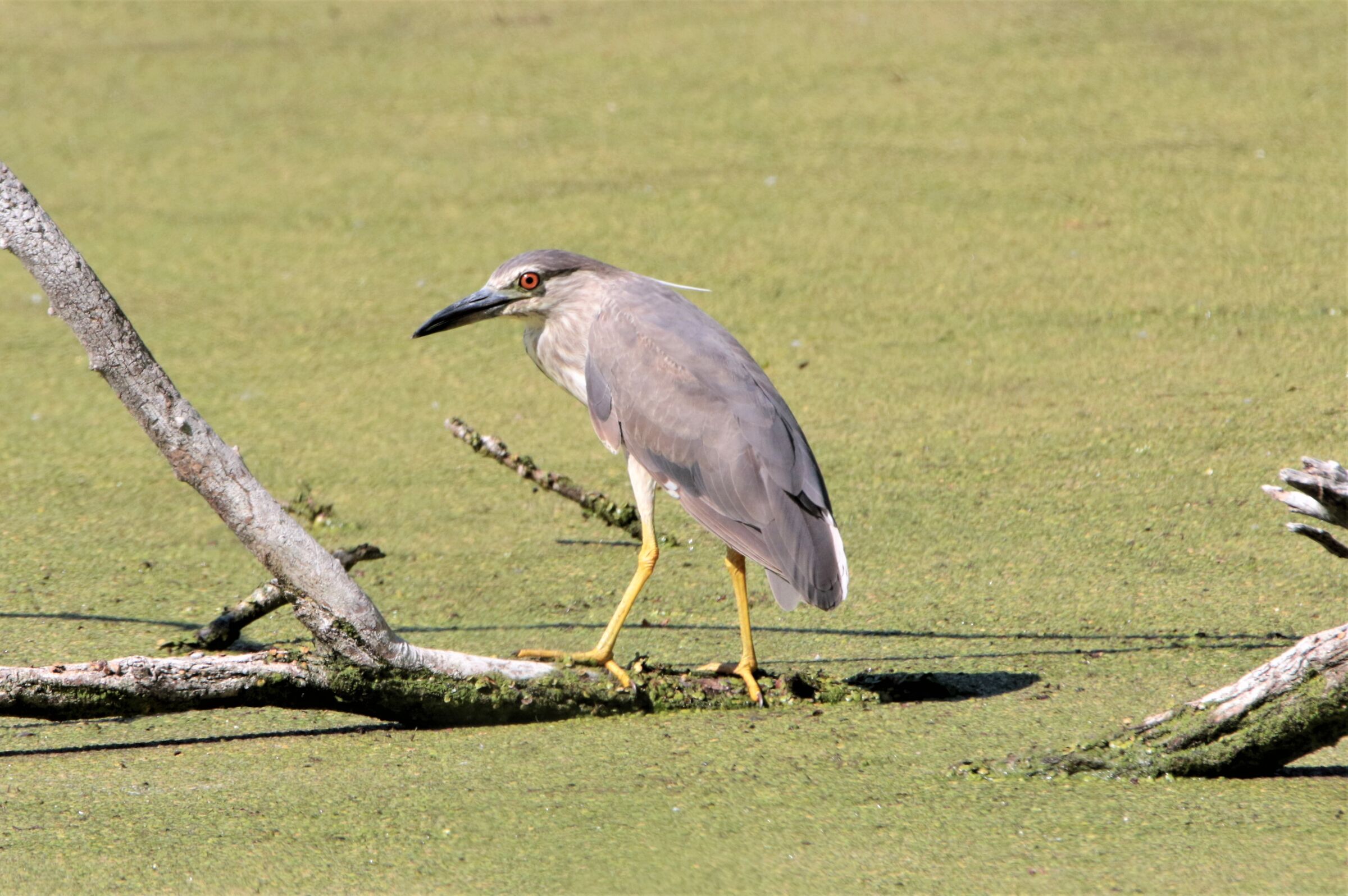 nitticora in un mare di lenticchie
