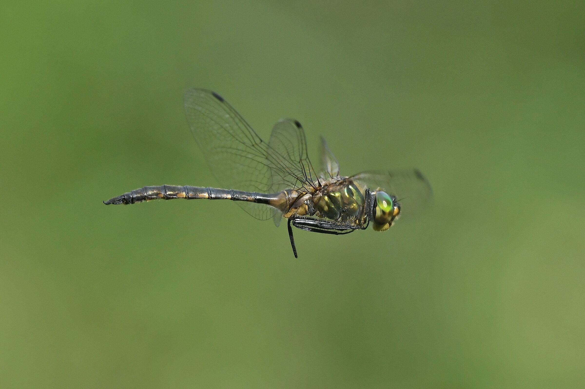 Flavomaculate somatochlora