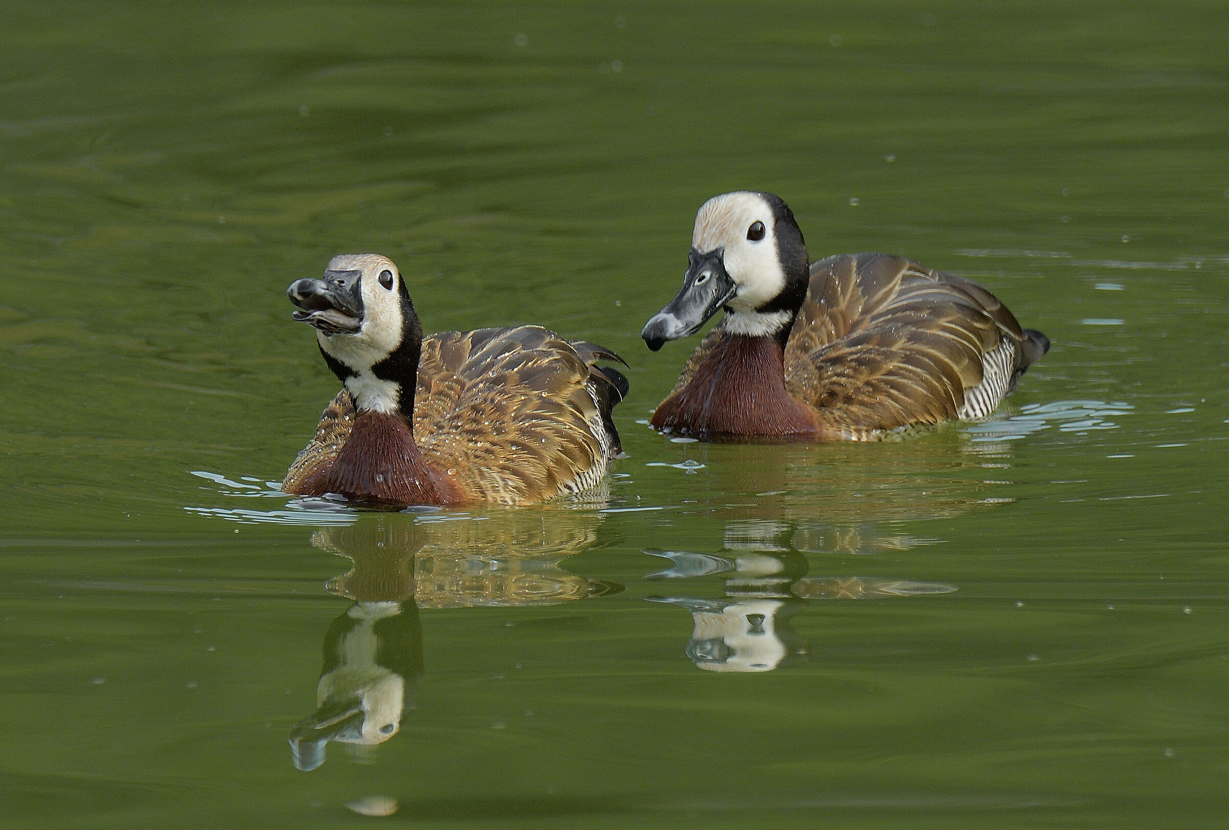whistling ducks