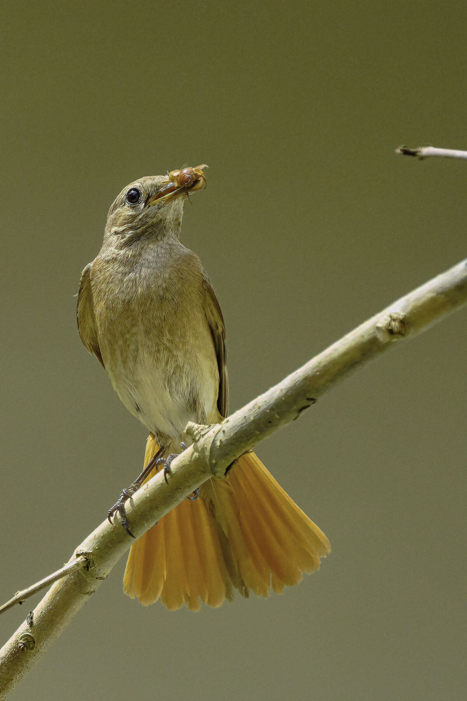 Codirosso con la coda aperta