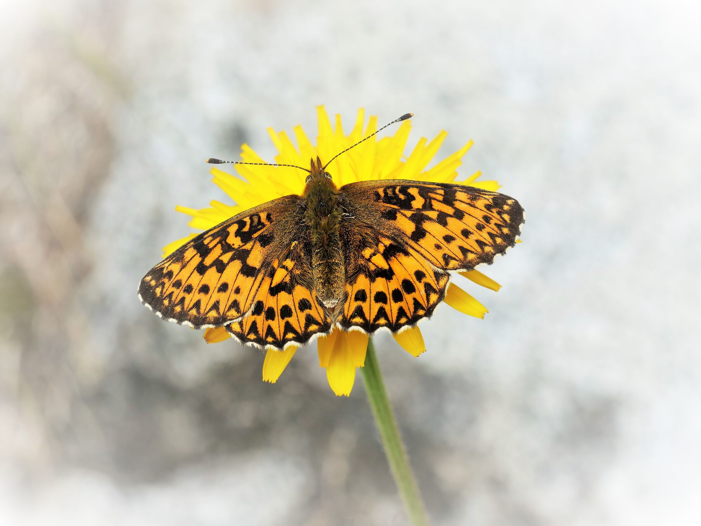 Boloria titania