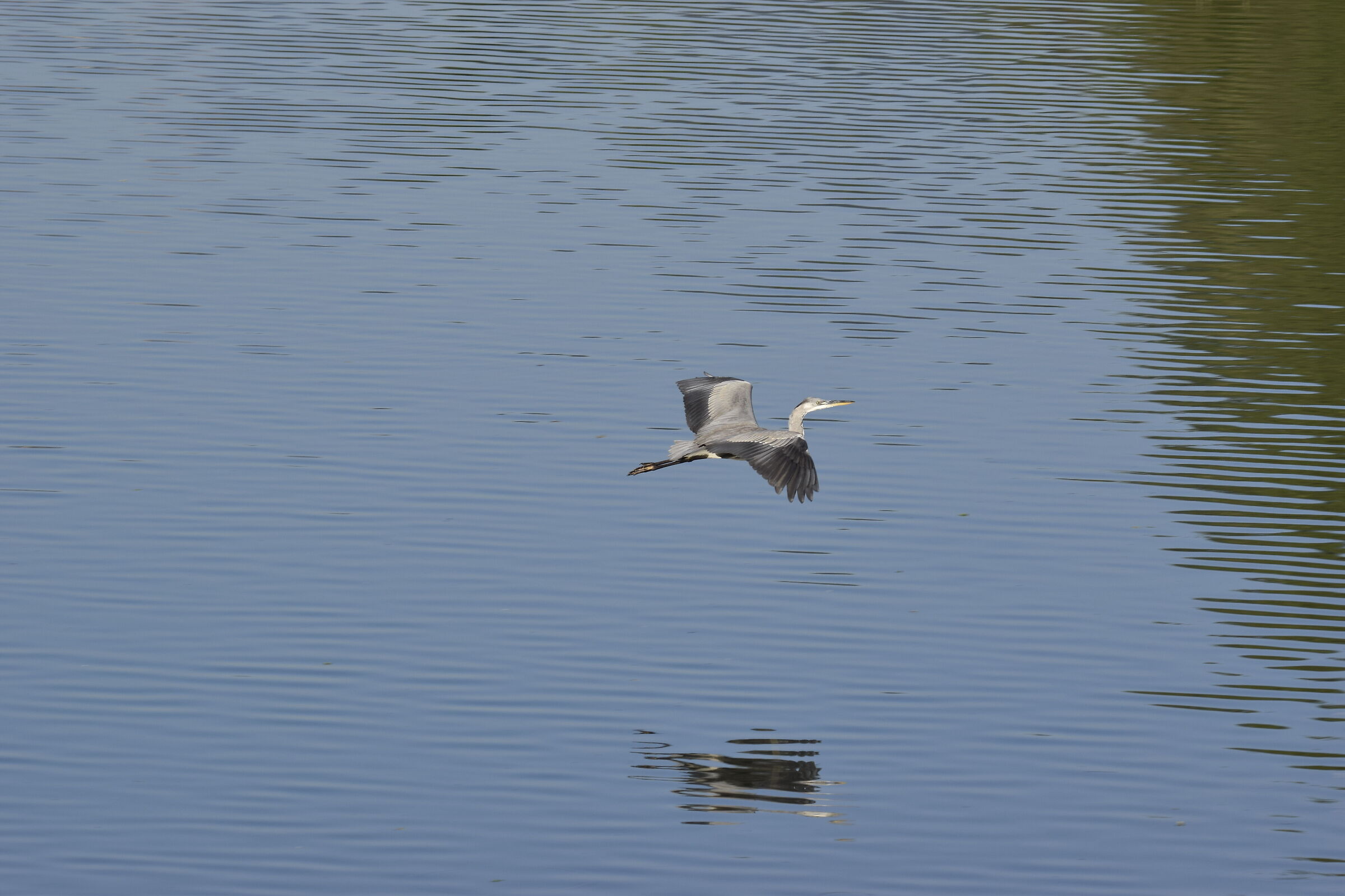 the flight