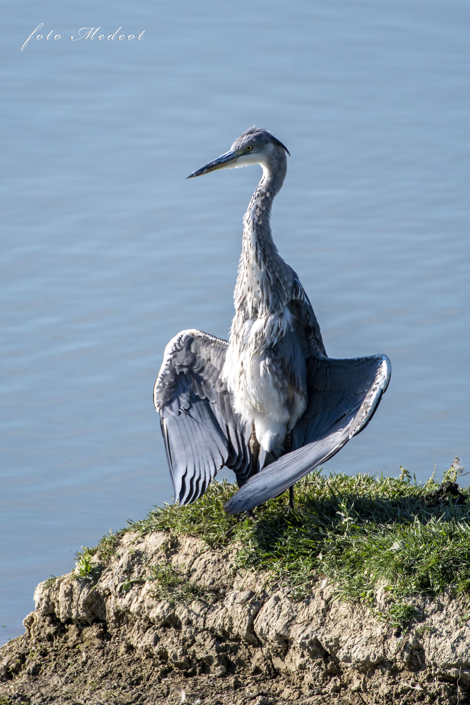 Airone in meditazione