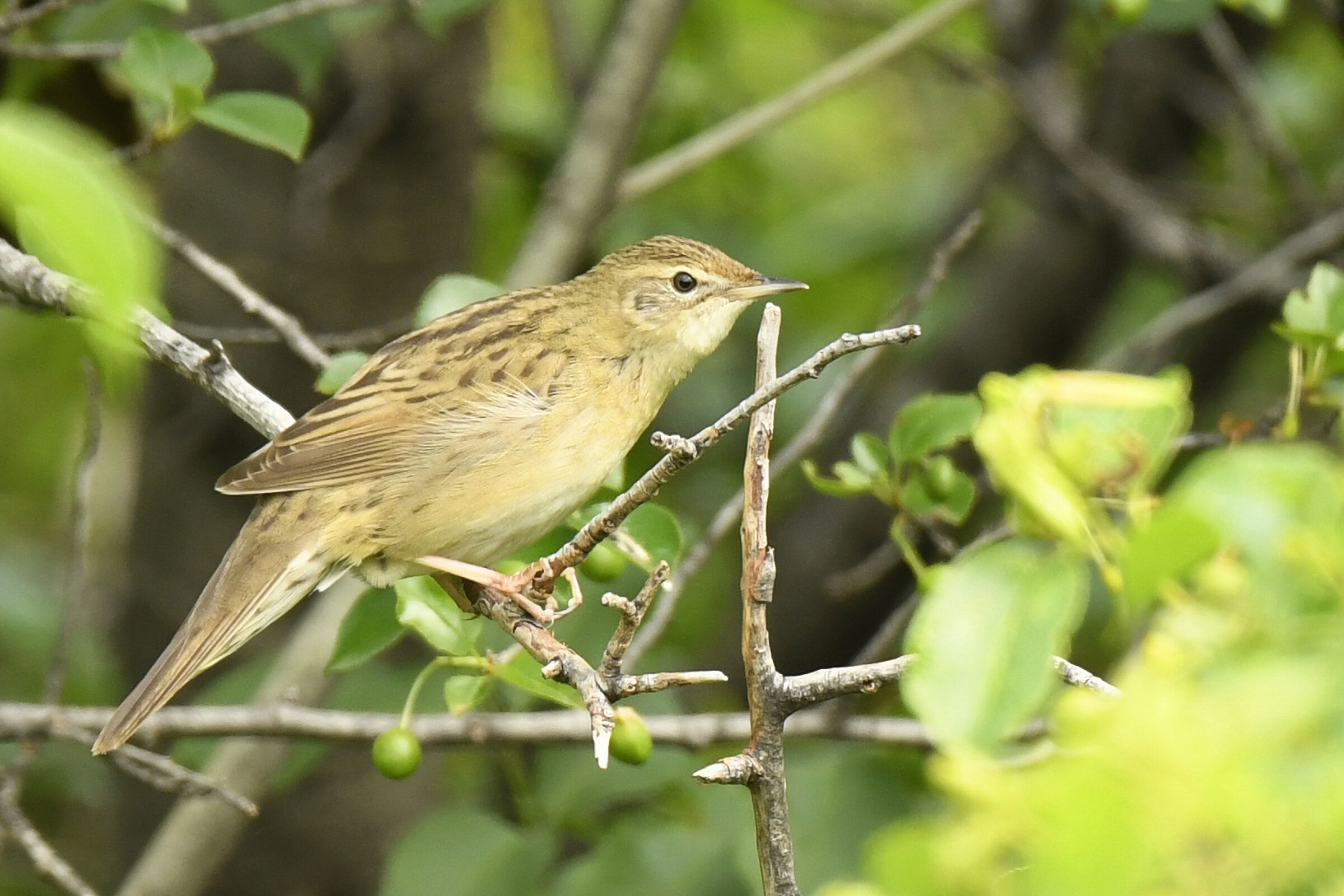 Speckled straw (Grasshopper warbler)