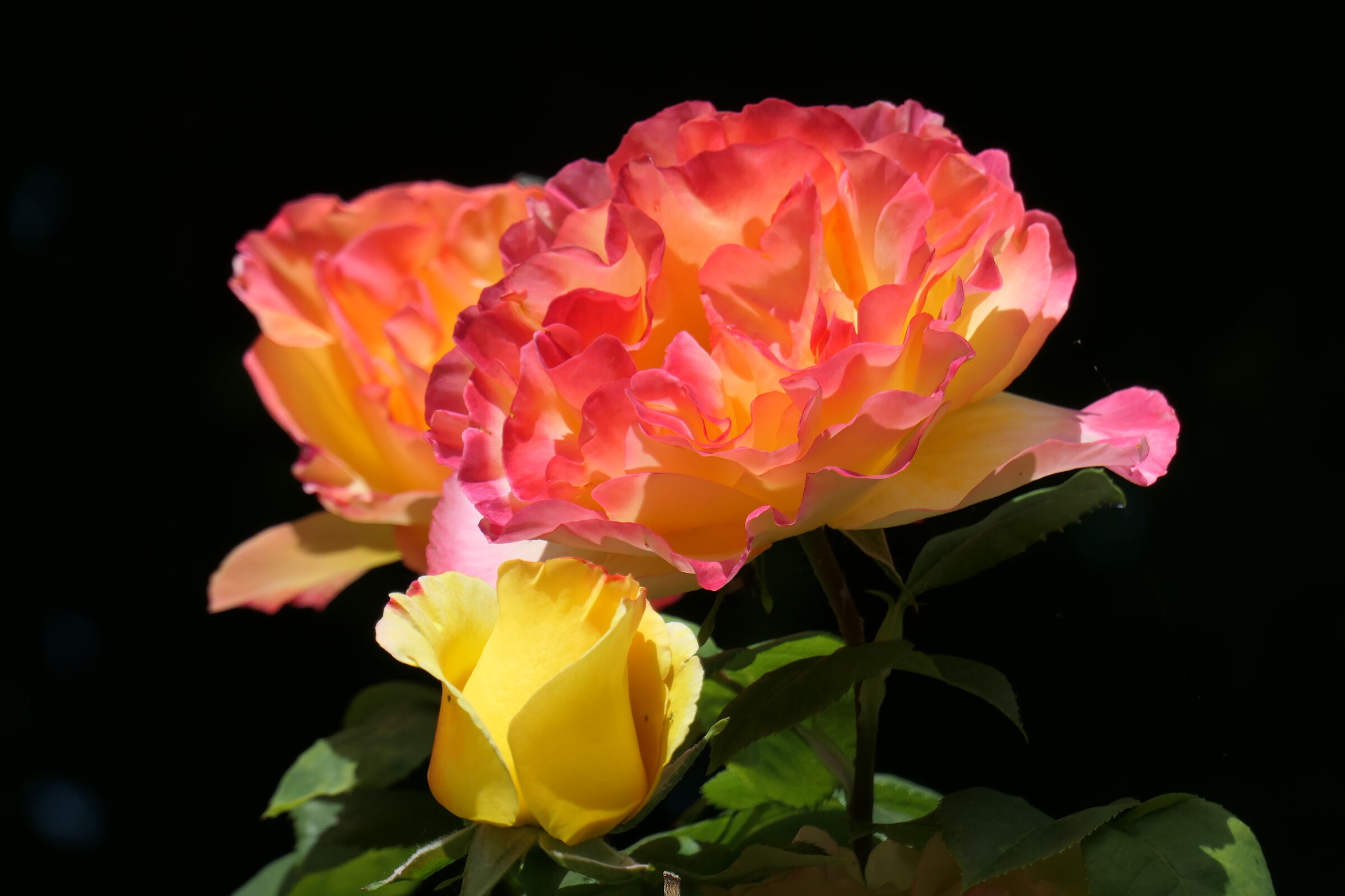 Rose a S. Andrea Pelago (mo)