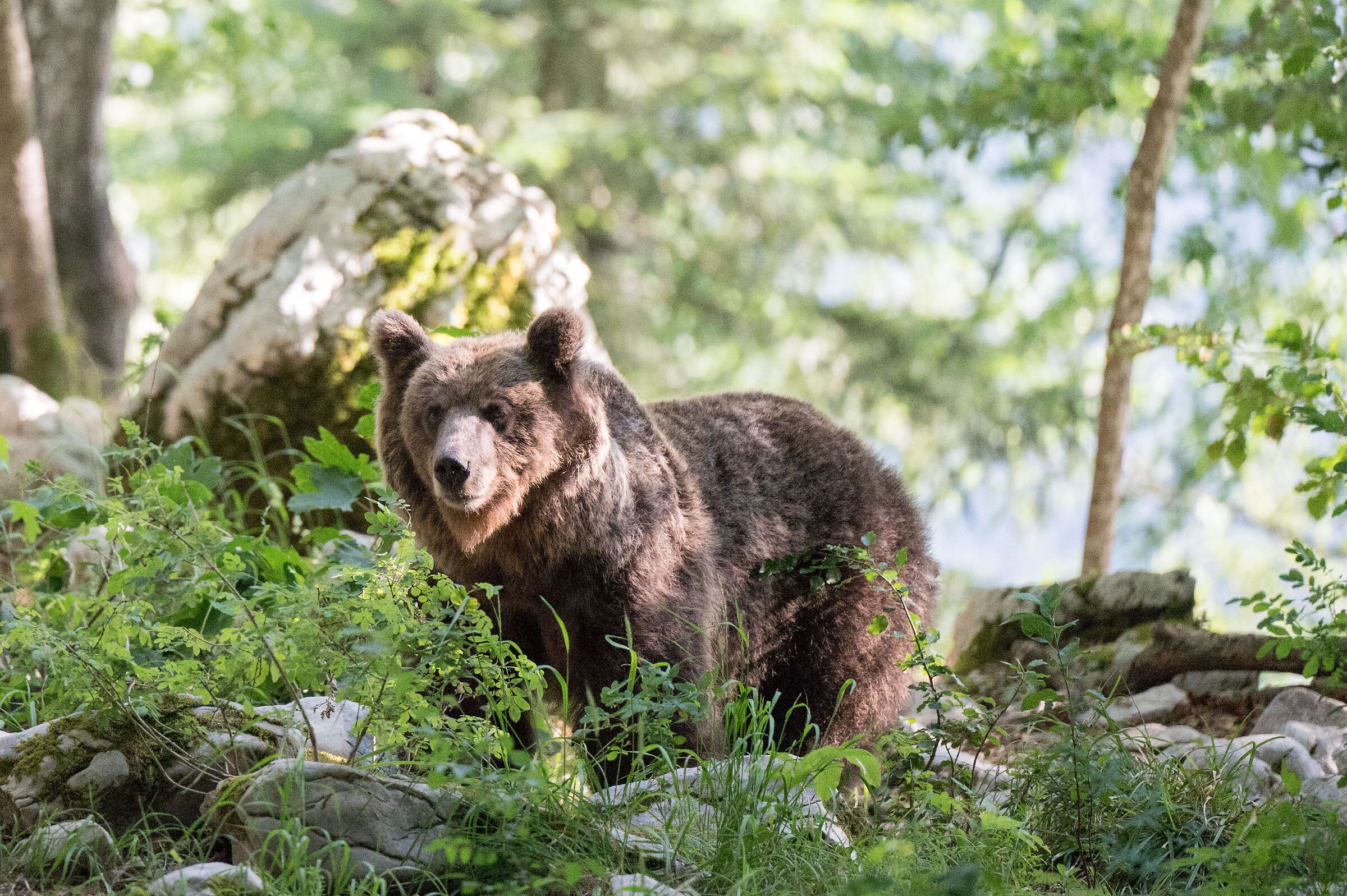 bear in slovenia