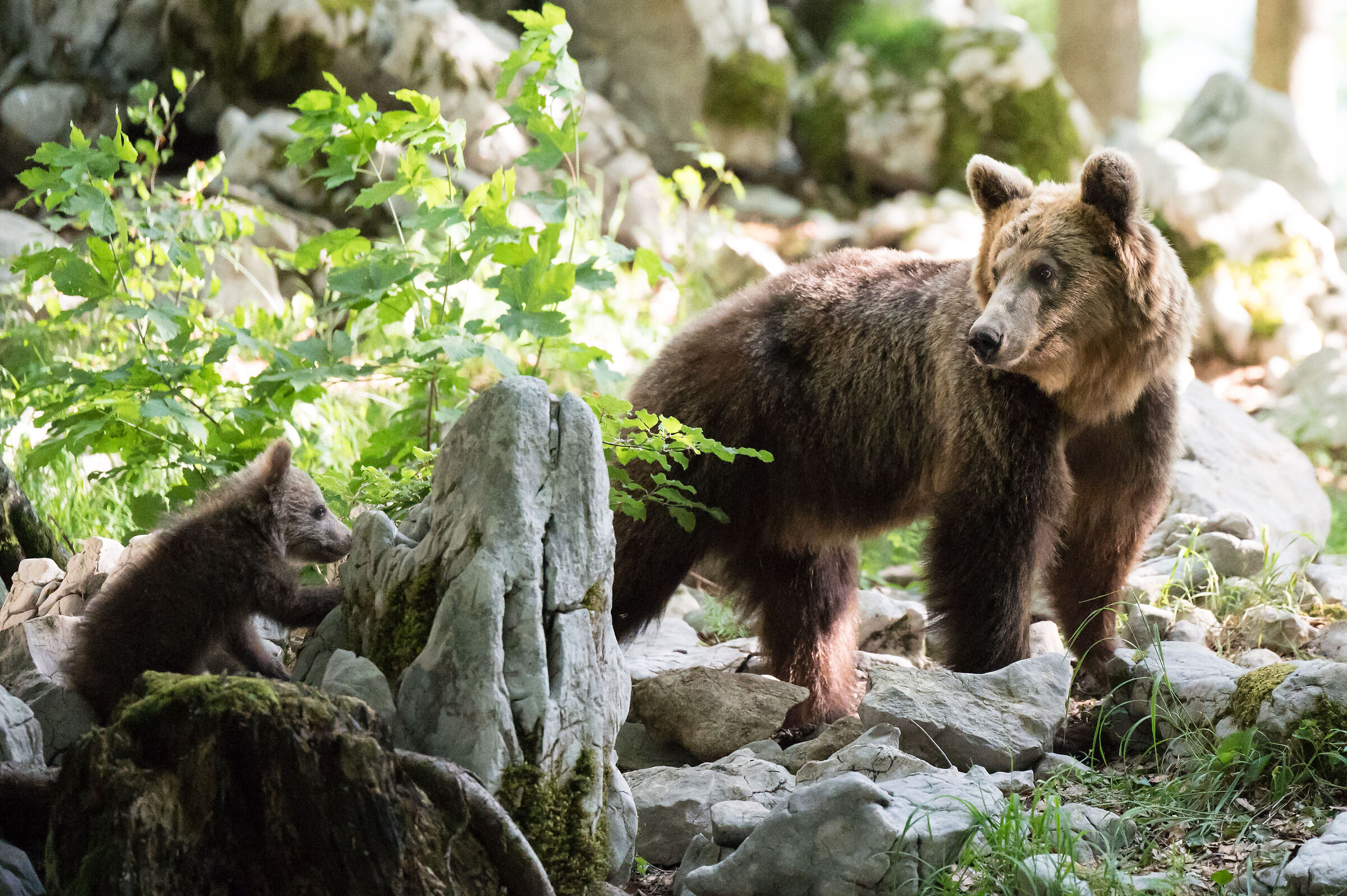 bear and puppy in slovenia