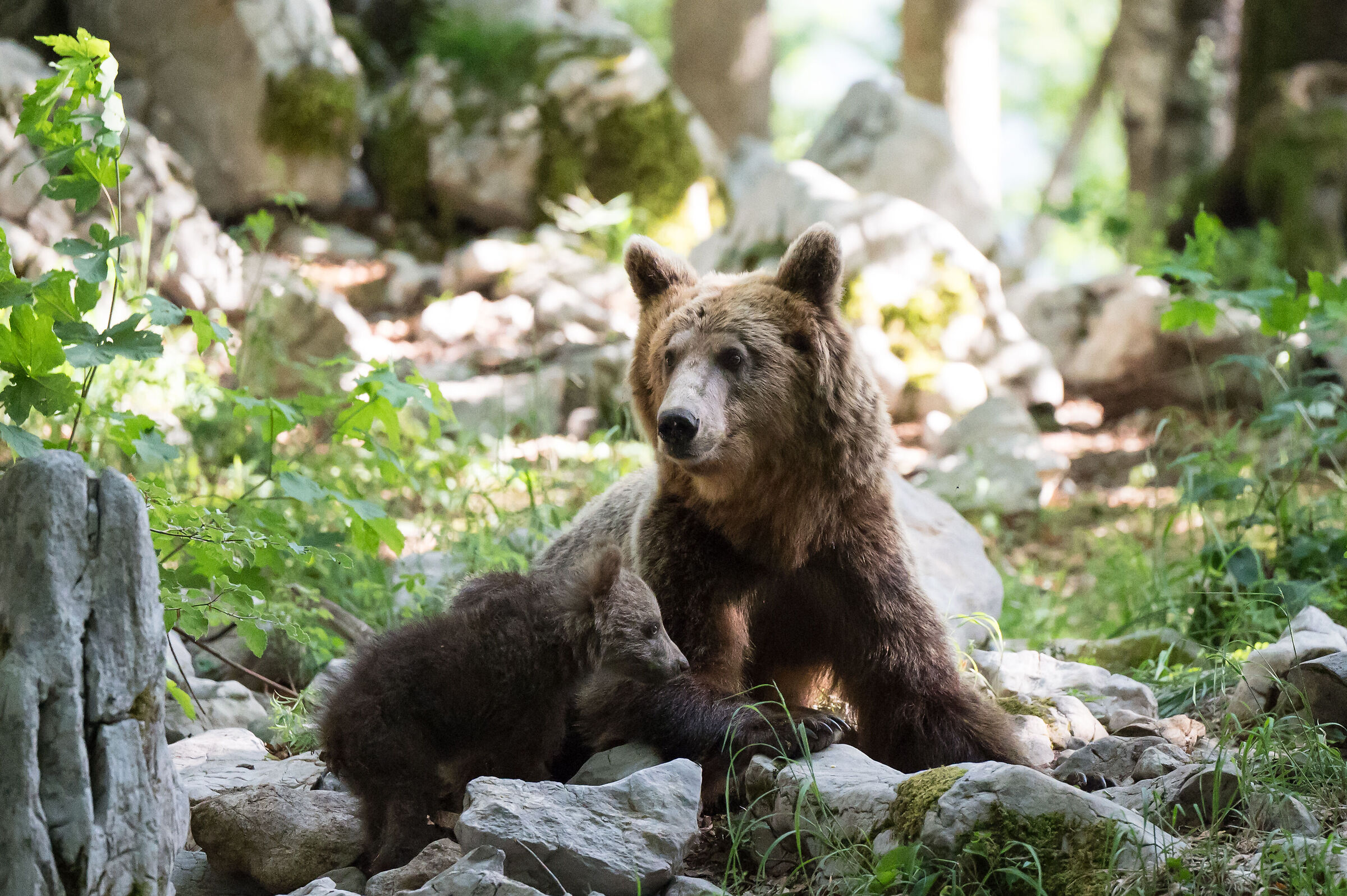 bear and puppy in slovenia