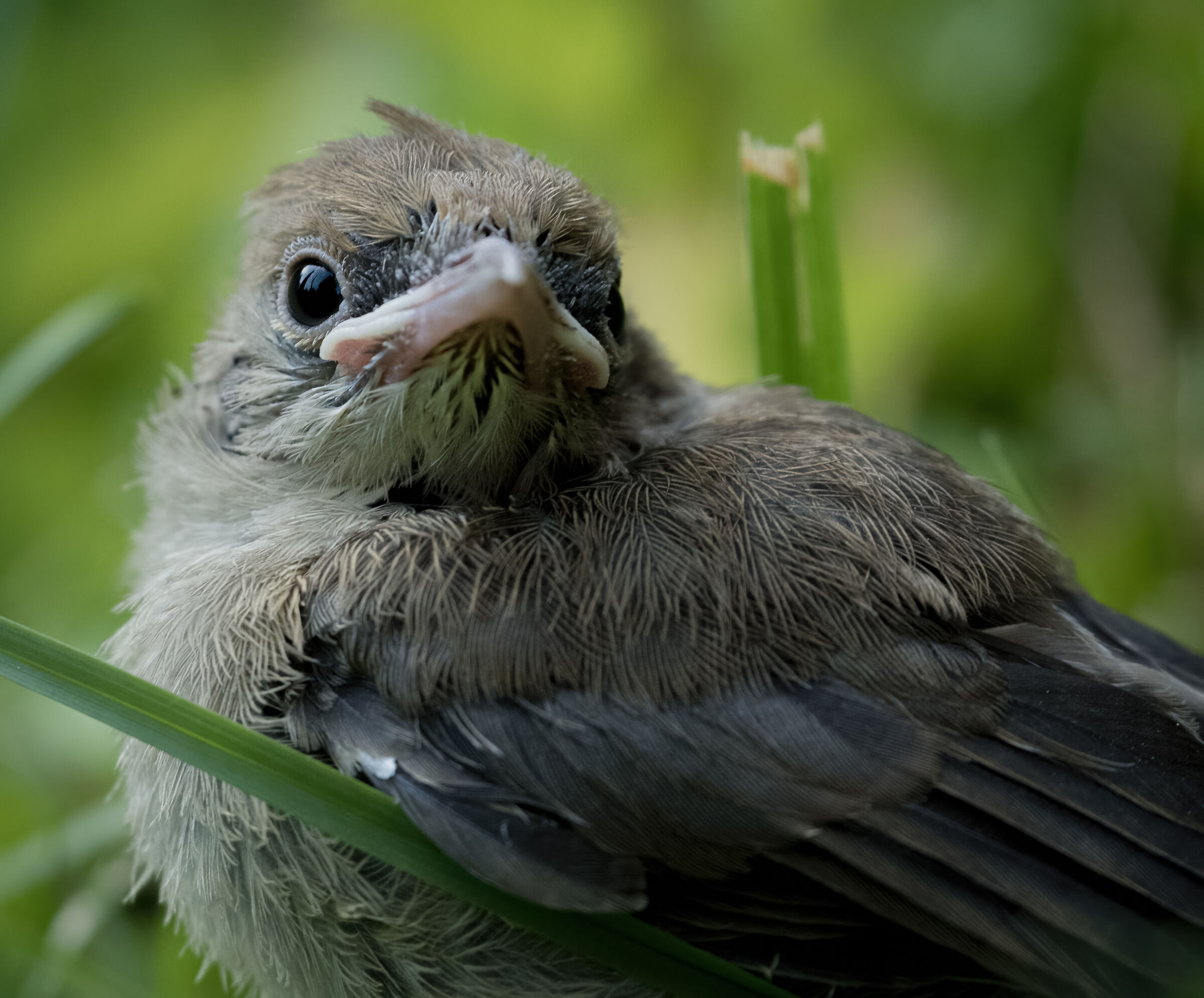Black caps pullo at km0