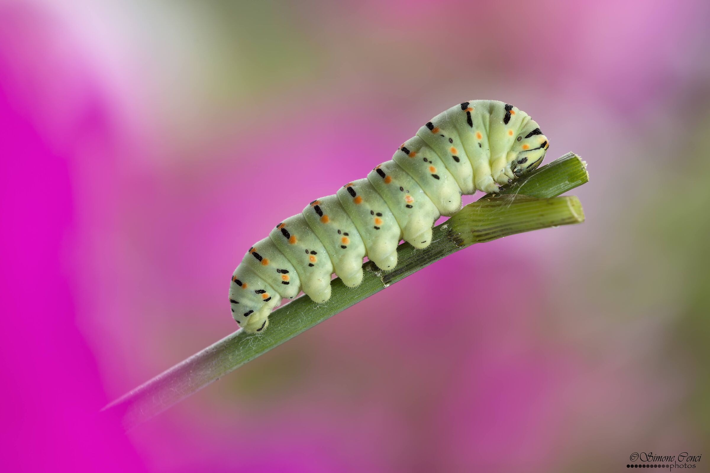 Papilio machaon caterpillar