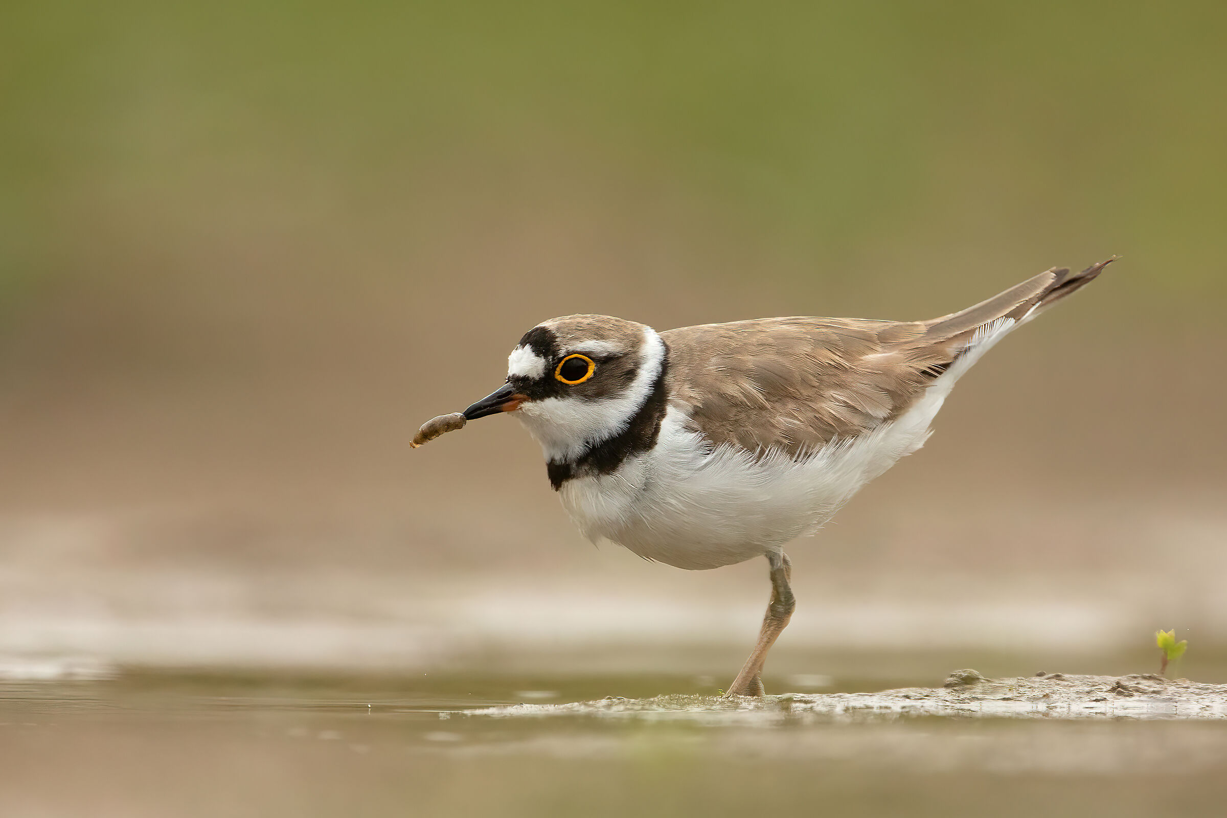 Corriere piccolo con preda