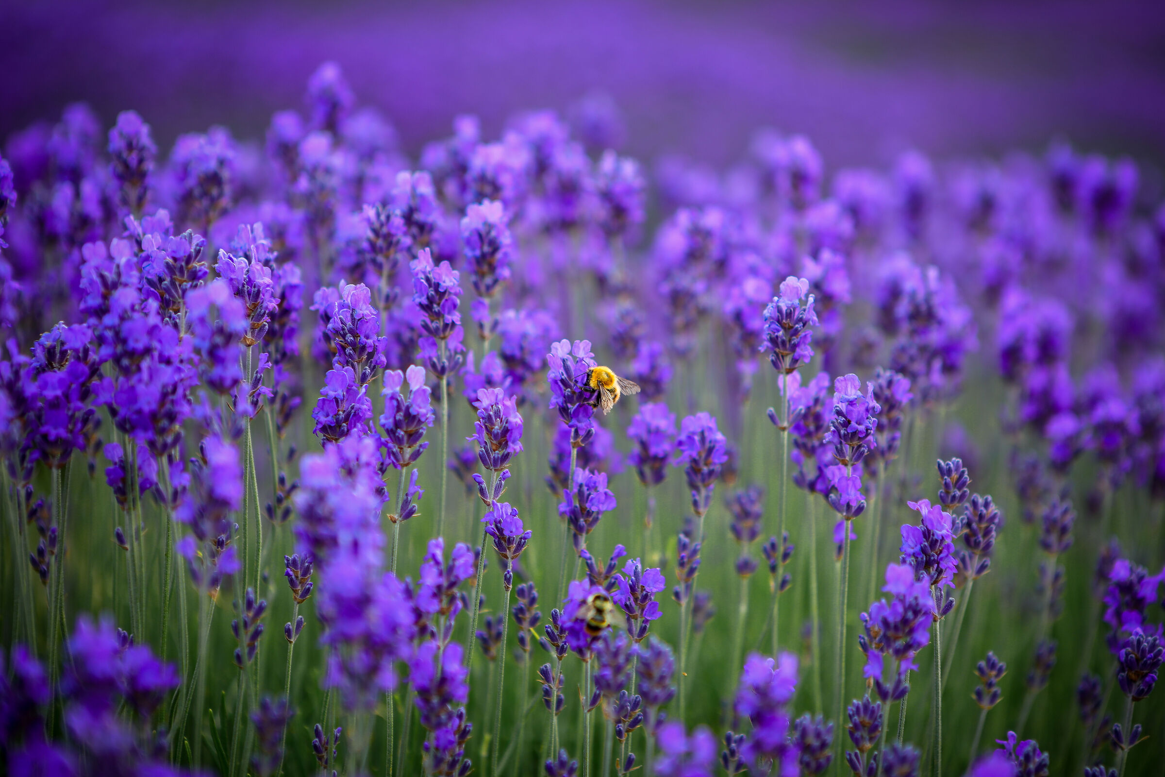 If there were no bees...