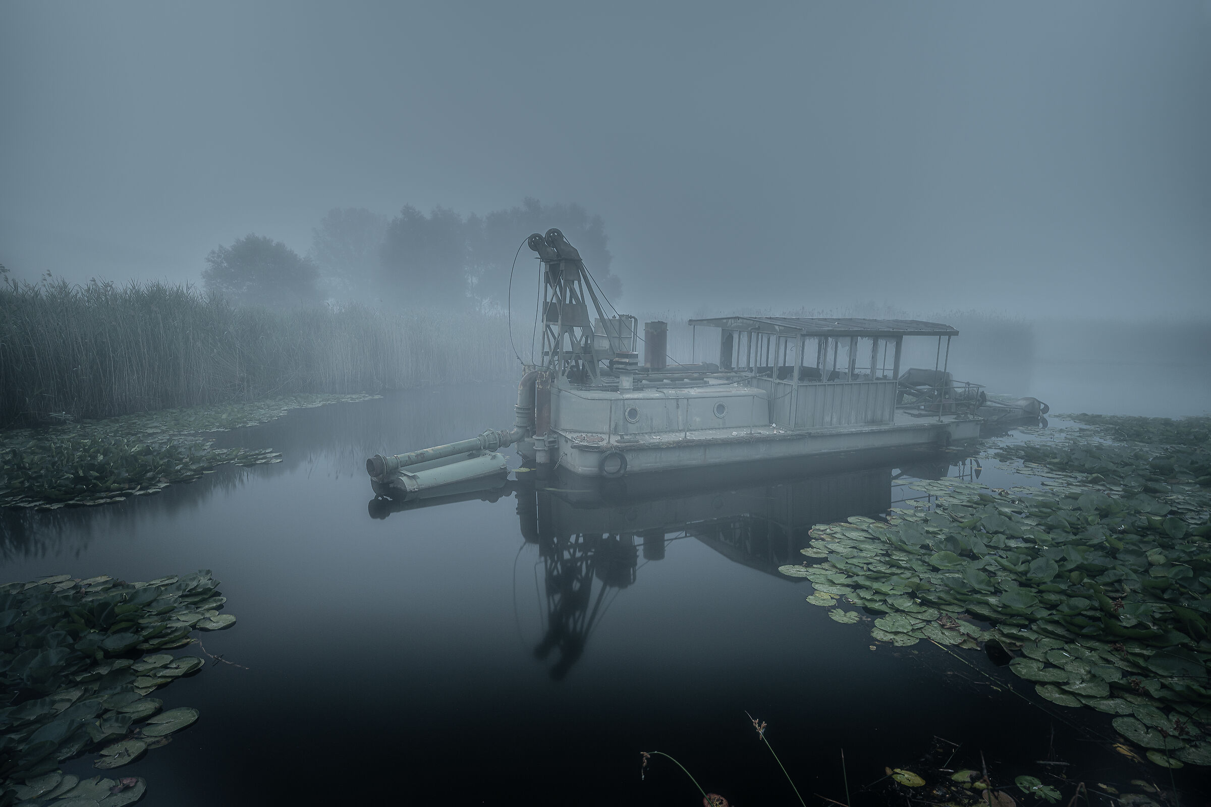 Summer fog in Swamp