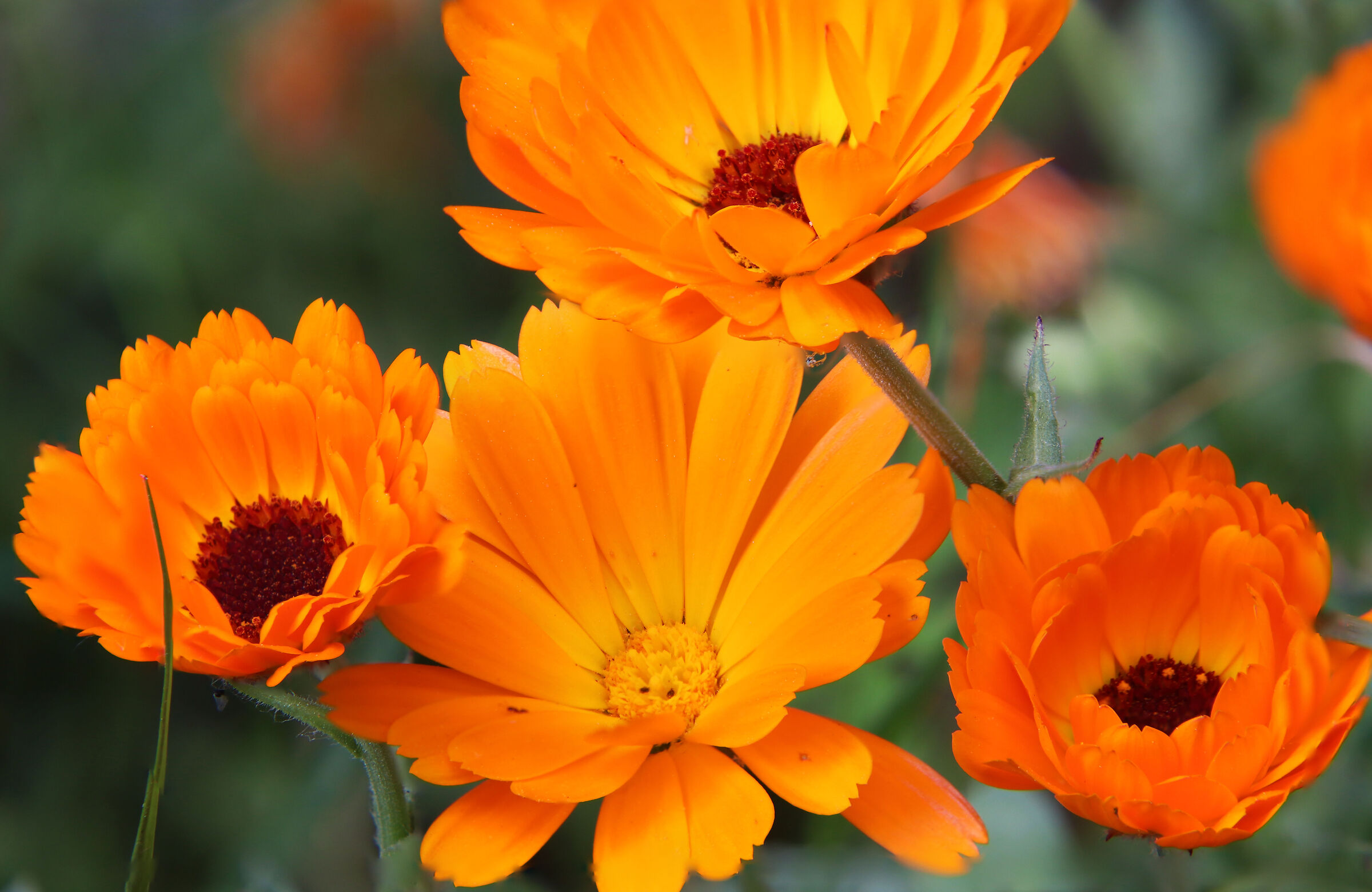 Marigolds
