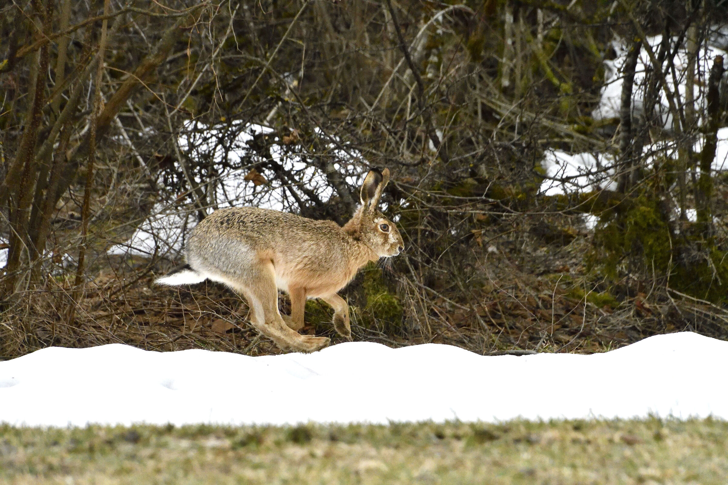 animals