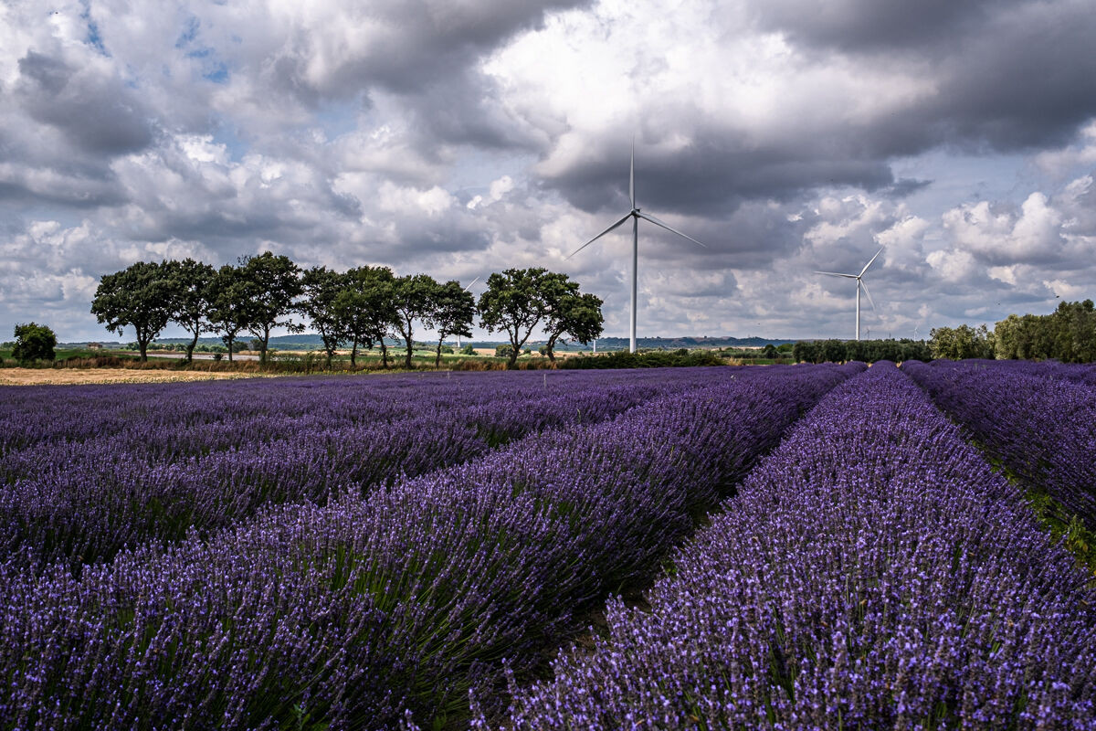 Lavender of Tuscia