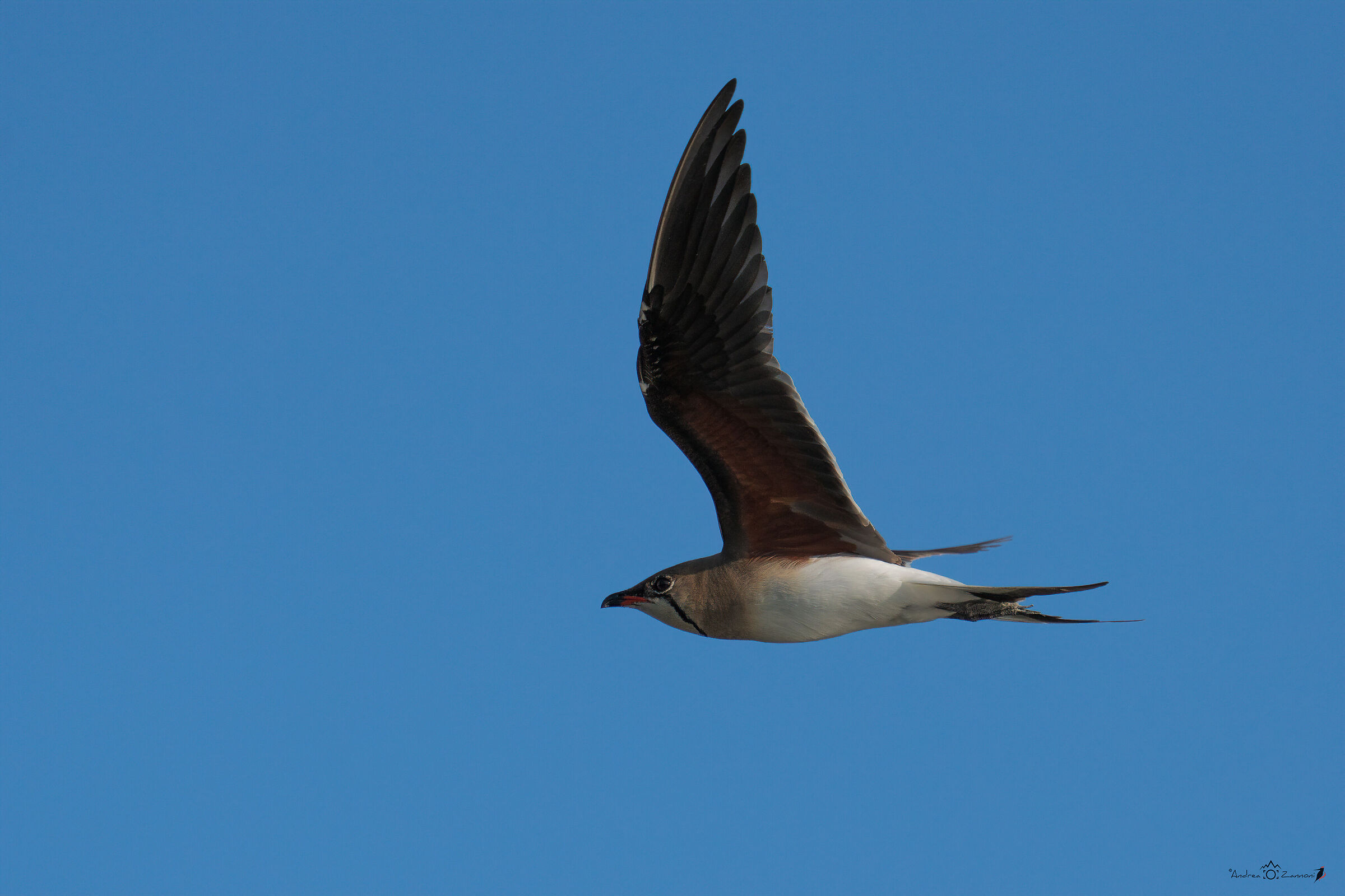 Sea partridges in flight