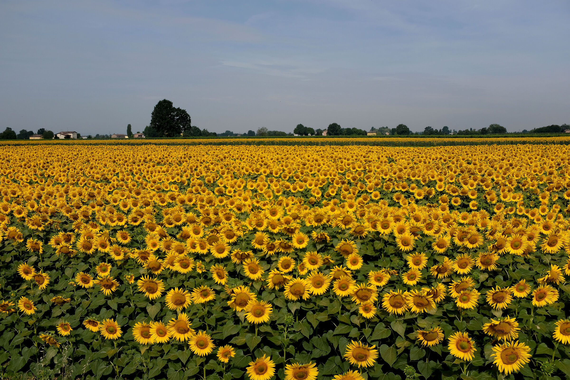 Campo di girasoli