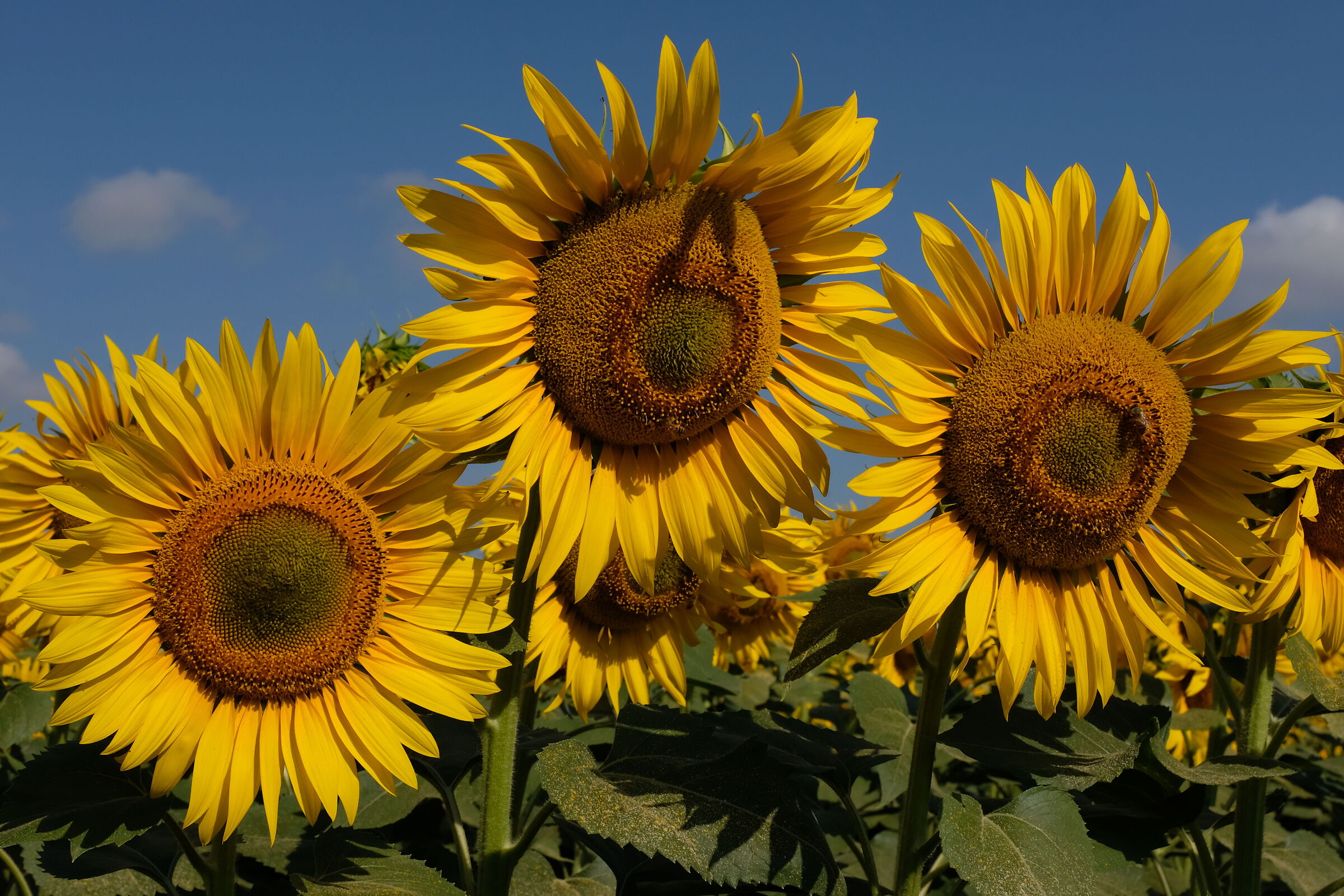 Trittico di Girasoli