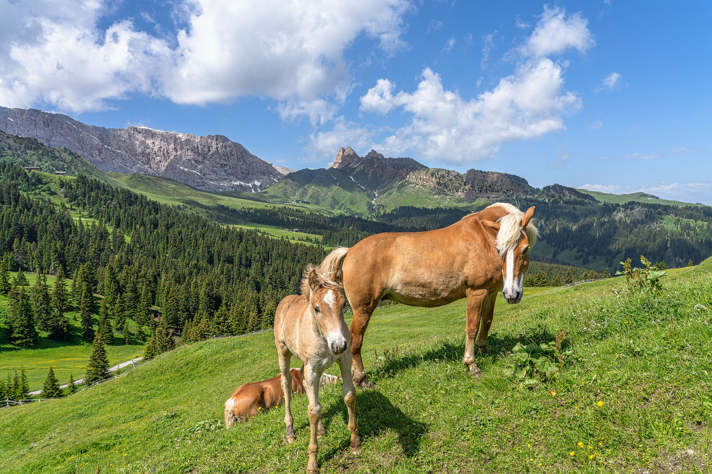 Mustang and son
