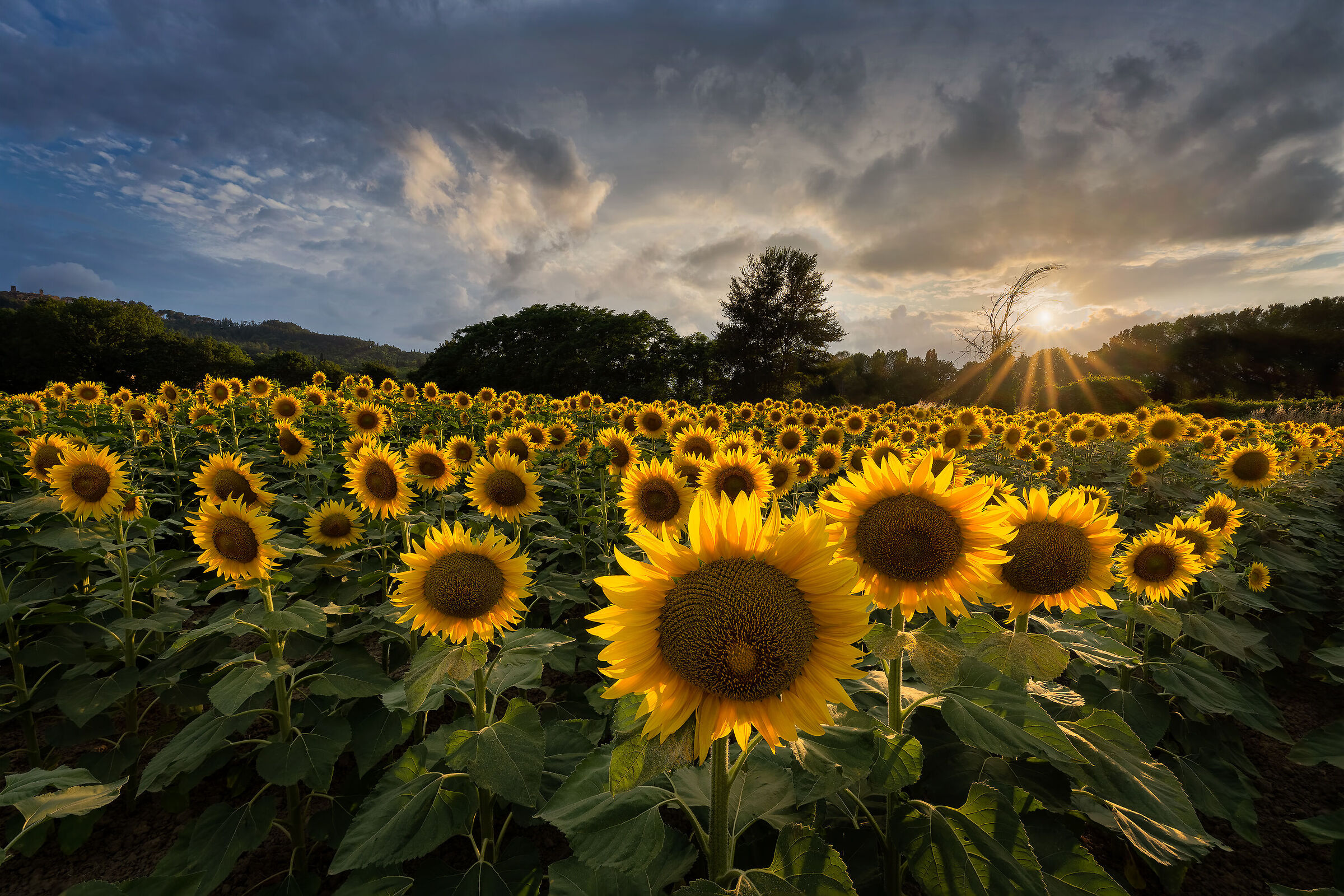 Sunflowers at sunset