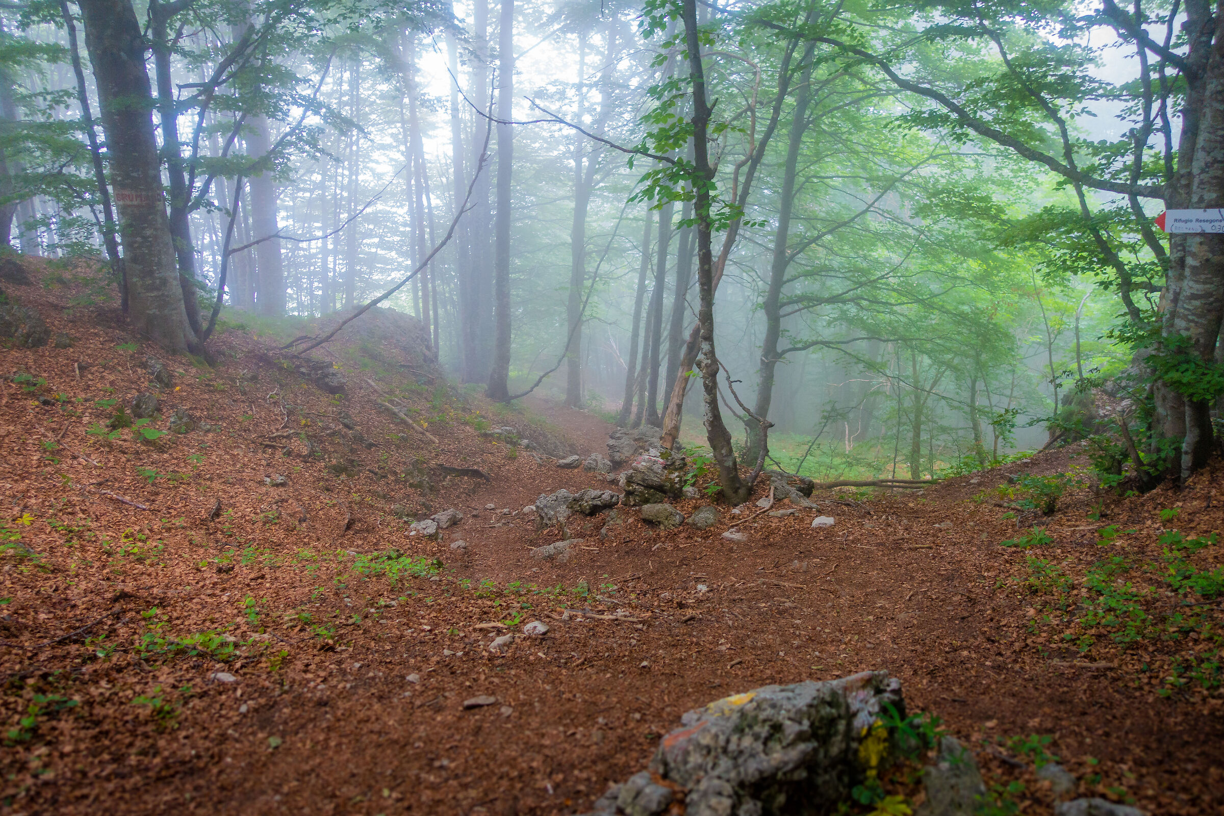 Forest