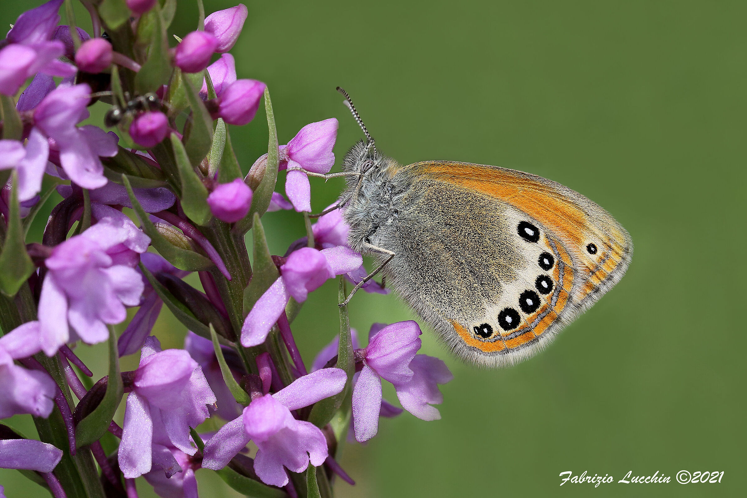 Coenonympha gardetta
