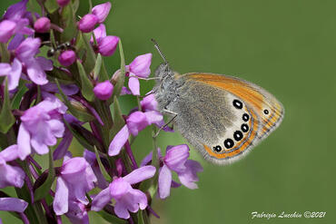 Coenonympha gardetta