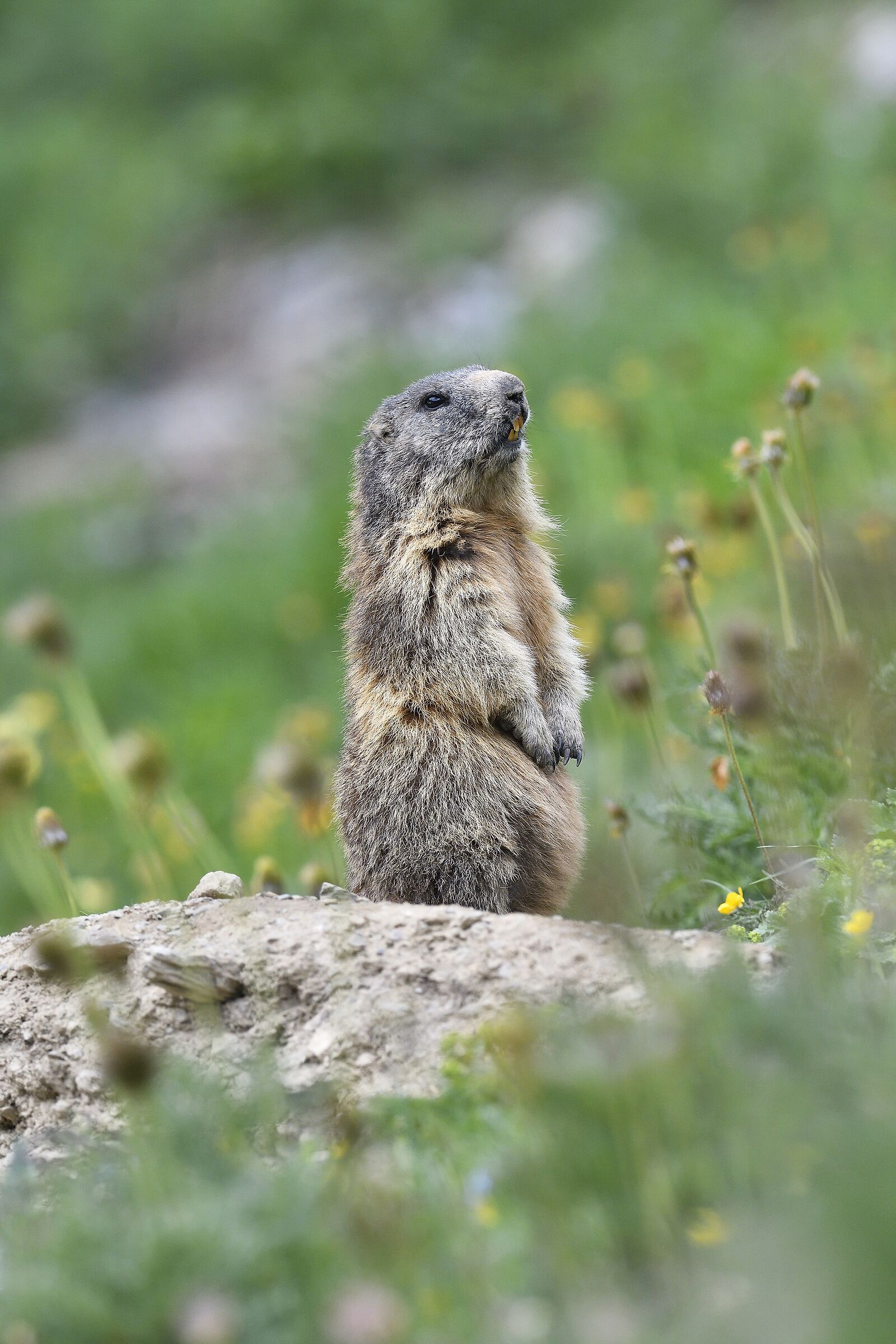 Immersa nel verde. Marmotta
